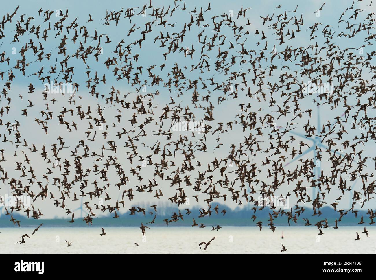 Wangerooge, Germany. 12th Apr, 2023. 12.04.2023, Wangerooge. A large flock of Golden Plover (Pluvialis apricaria) flies over the North Sea and the Wadden Sea off the coast of the North Sea island of Wangerooge. In the background wind turbines can be seen in the distance on the mainland. Golden plovers probably do not breed in Germany anymore and come only as migratory birds to rest in the Wadden Sea at the North Sea. Credit: Wolfram Steinberg/dpa Credit: Wolfram Steinberg/dpa/Alamy Live News Stock Photo