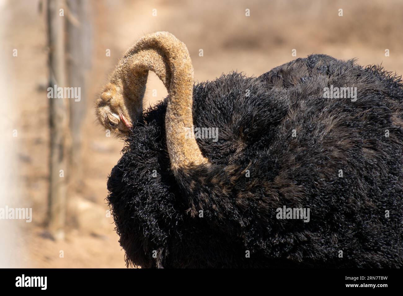 Beautiful Black Ostrich cleaning himself in the sun Stock Photo