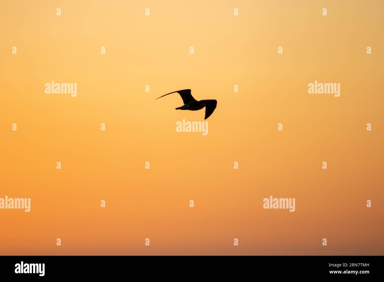 Bird flying at sunset Stock Photo