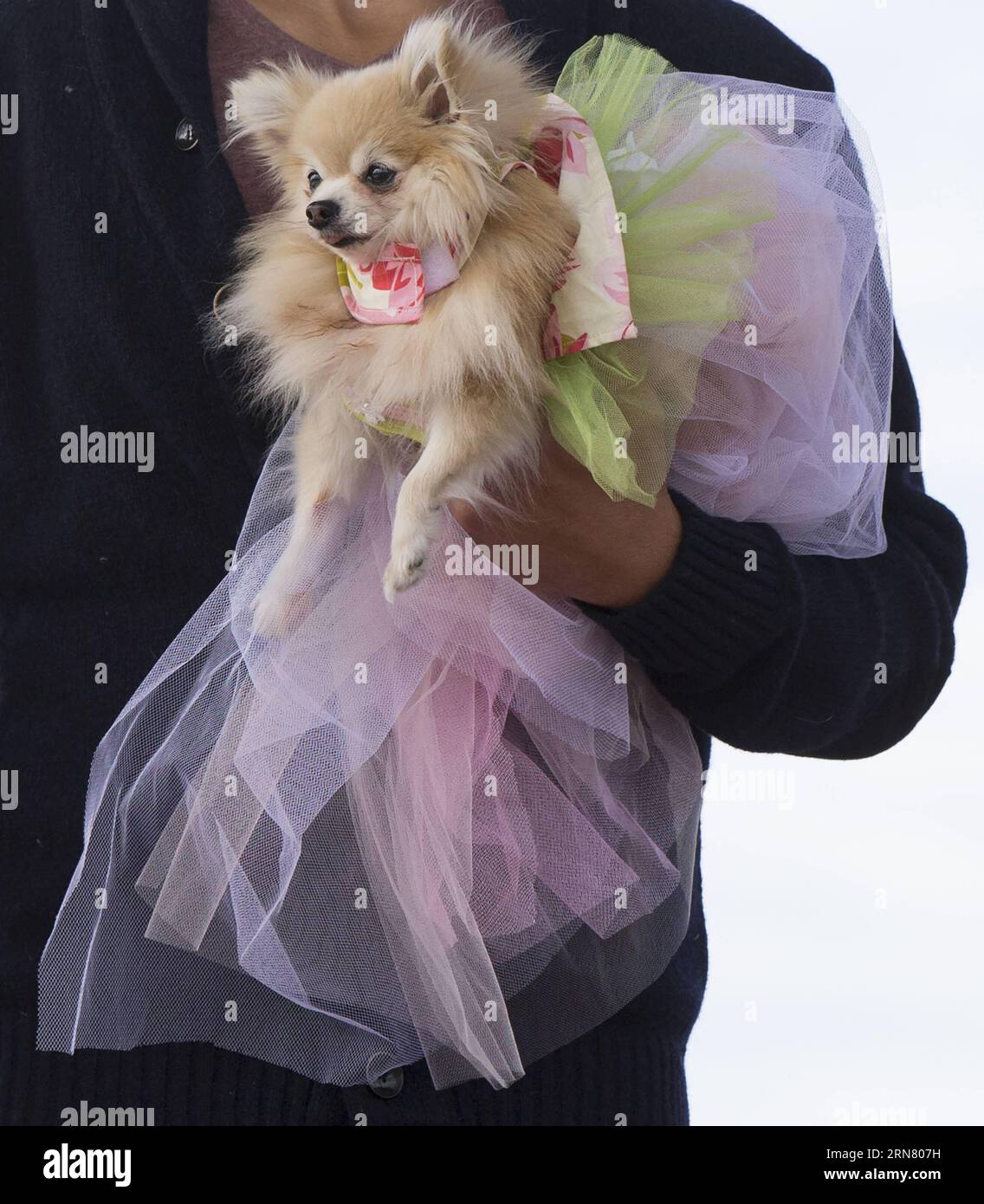 (150927) -- TORONTO, Sept. 27, 2015 -- A model displays a dressed up pet dog on stage during the fashion show event of the 2015 Woofstock at Woodbine Park in Toronto, Canada, Sept. 27, 2015. Woofstock is the largest outdoor festival for dogs in North America. ) CANADA-TORONTO-WOOFSTOCK-PET DOG-FASHION SHOW ZouxZheng PUBLICATIONxNOTxINxCHN   Toronto Sept 27 2015 a Model Displays a Dressed up Pet Dog ON Stage during The Fashion Show Event of The 2015 Woofstock AT Woodbine Park in Toronto Canada Sept 27 2015 Woofstock IS The Largest Outdoor Festival for Dogs in North America Canada Toronto Woofst Stock Photo