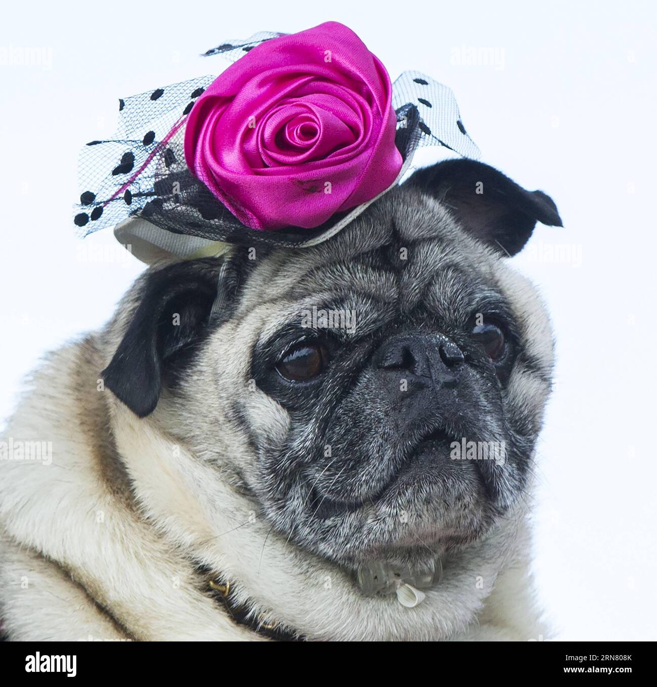 (150927) -- TORONTO, Sept. 27, 2015 -- A dressed up pet dog is seen on stage during the fashion show event of the 2015 Woofstock at Woodbine Park in Toronto, Canada, Sept. 27, 2015. Woofstock is the largest outdoor festival for dogs in North America. ) CANADA-TORONTO-WOOFSTOCK-PET DOG-FASHION SHOW ZouxZheng PUBLICATIONxNOTxINxCHN   Toronto Sept 27 2015 a Dressed up Pet Dog IS Lakes ON Stage during The Fashion Show Event of The 2015 Woofstock AT Woodbine Park in Toronto Canada Sept 27 2015 Woofstock IS The Largest Outdoor Festival for Dogs in North America Canada Toronto Woofstock Pet Dog Fashi Stock Photo