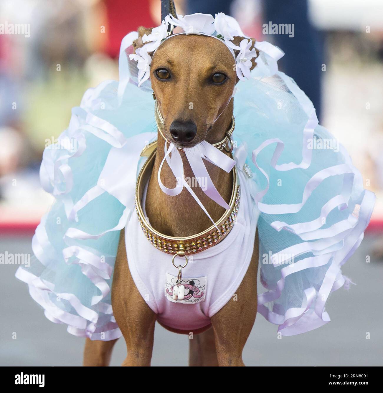 (150927) -- TORONTO, Sept. 27, 2015 -- A dressed up pet dog is seen on stage during the fashion show event of the 2015 Woofstock at Woodbine Park in Toronto, Canada, Sept. 27, 2015. Woofstock is the largest outdoor festival for dogs in North America. ) CANADA-TORONTO-WOOFSTOCK-PET DOG-FASHION SHOW ZouxZheng PUBLICATIONxNOTxINxCHN   Toronto Sept 27 2015 a Dressed up Pet Dog IS Lakes ON Stage during The Fashion Show Event of The 2015 Woofstock AT Woodbine Park in Toronto Canada Sept 27 2015 Woofstock IS The Largest Outdoor Festival for Dogs in North America Canada Toronto Woofstock Pet Dog Fashi Stock Photo