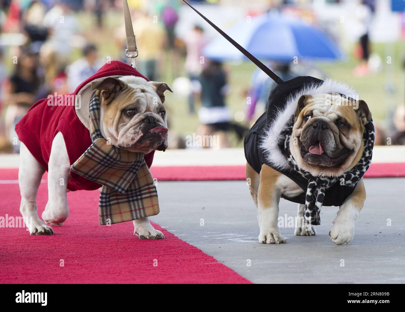 (150927) -- TORONTO, Sept. 27, 2015 -- Two dressed up pet dogs are seen on stage during the fashion show event of the 2015 Woofstock at Woodbine Park in Toronto, Canada, Sept. 27, 2015. Woofstock is the largest outdoor festival for dogs in North America. ) CANADA-TORONTO-WOOFSTOCK-PET DOG-FASHION SHOW ZouxZheng PUBLICATIONxNOTxINxCHN   Toronto Sept 27 2015 Two Dressed up Pet Dogs are Lakes ON Stage during The Fashion Show Event of The 2015 Woofstock AT Woodbine Park in Toronto Canada Sept 27 2015 Woofstock IS The Largest Outdoor Festival for Dogs in North America Canada Toronto Woofstock Pet D Stock Photo