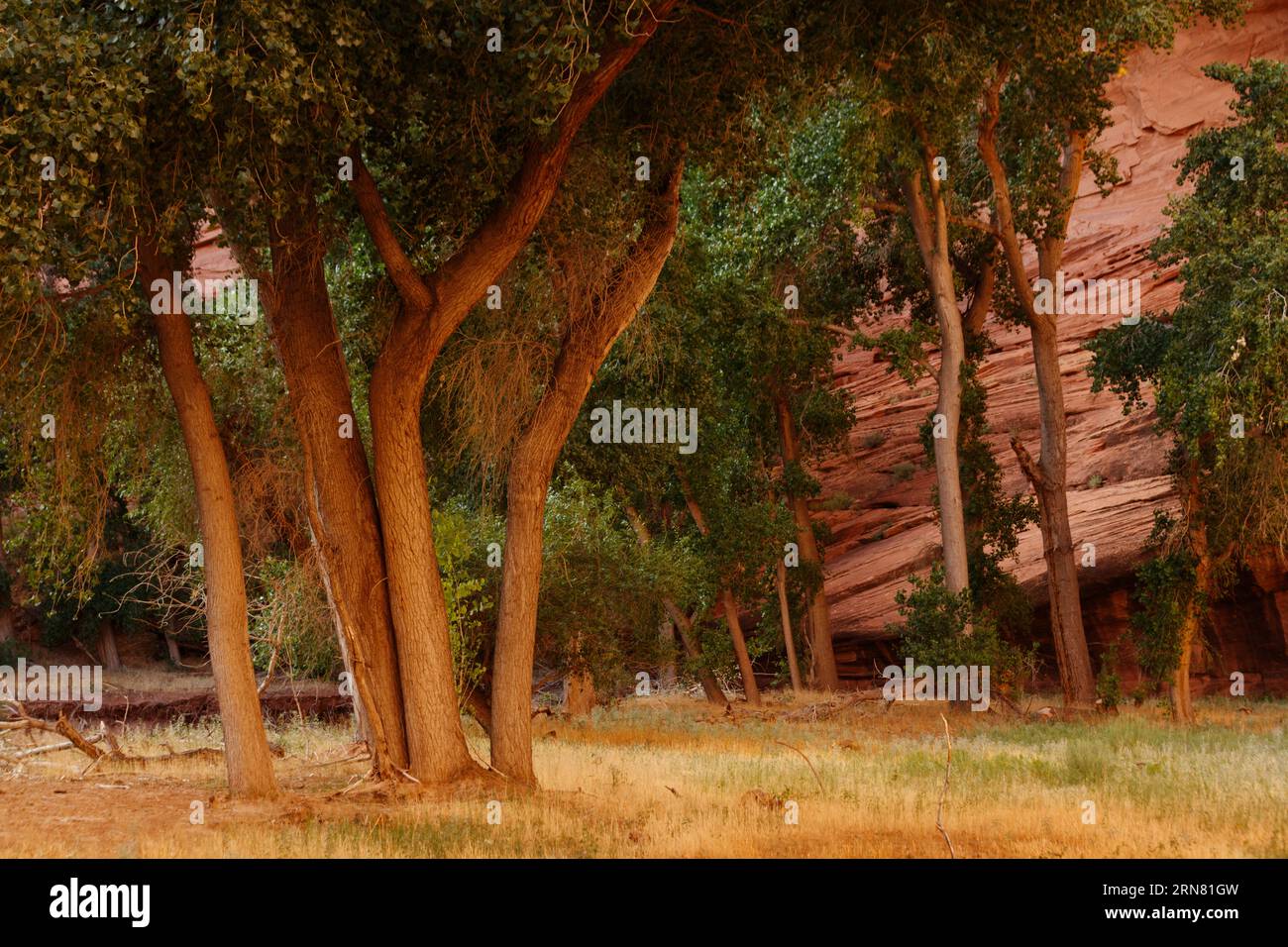 Native Cottonwood trees grow along the river in the bottom Canyon De