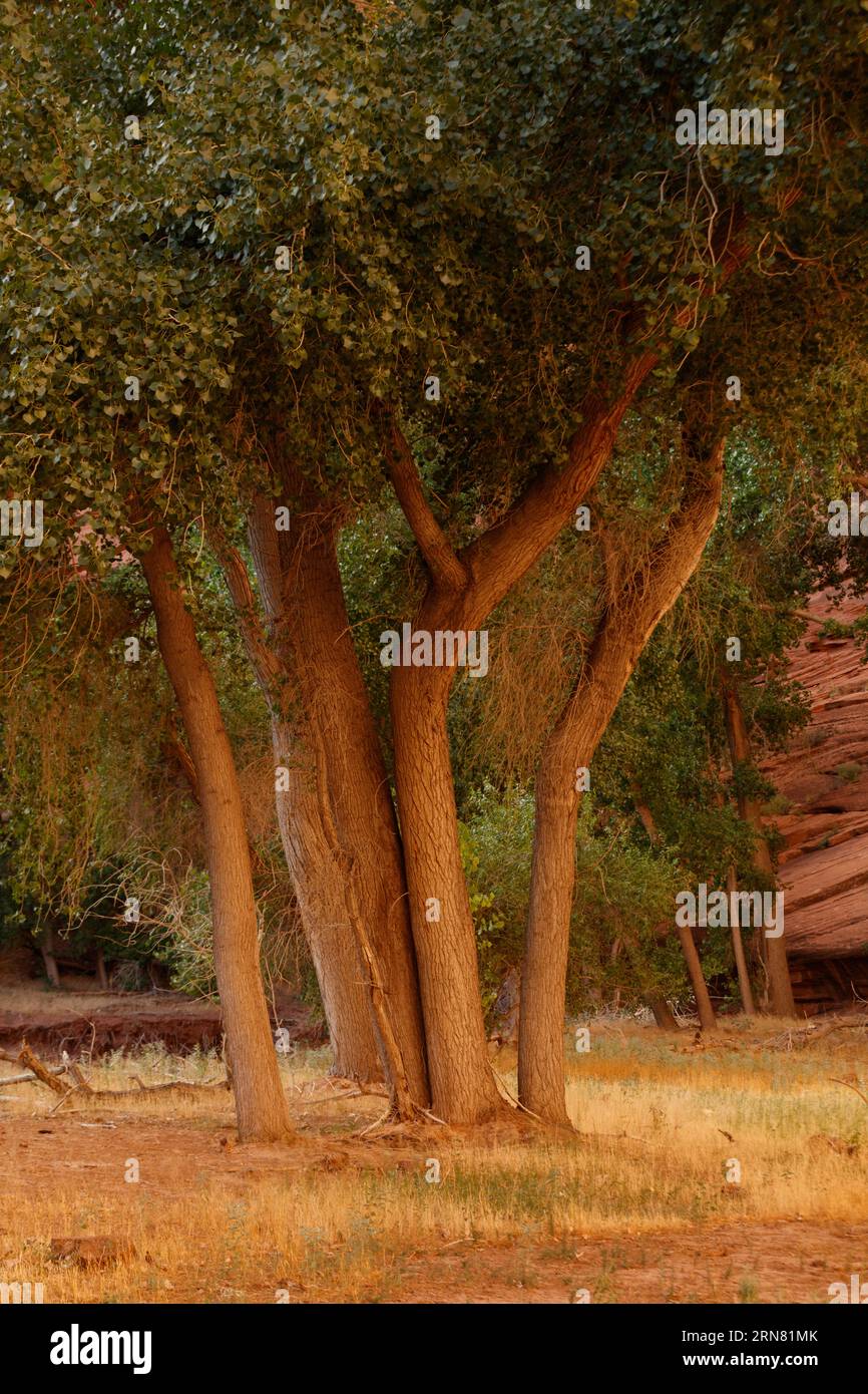 Native Cottonwood trees grow along the river in the bottom Canyon De