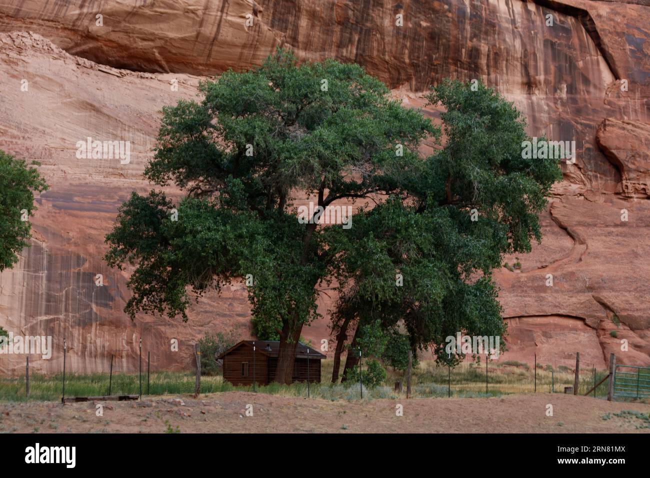 Native Cottonwood trees grow along the river in the bottom Canyon De