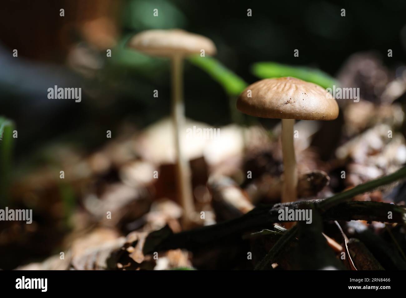 Fake Mushrooms Stock Photo - Download Image Now - Acid