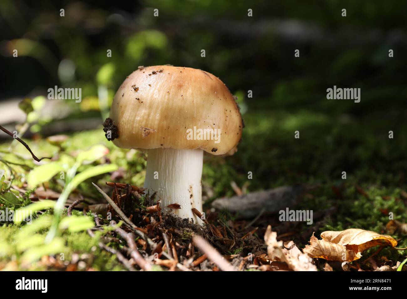 Closeup view of mushroom growing in forest Stock Photo - Alamy