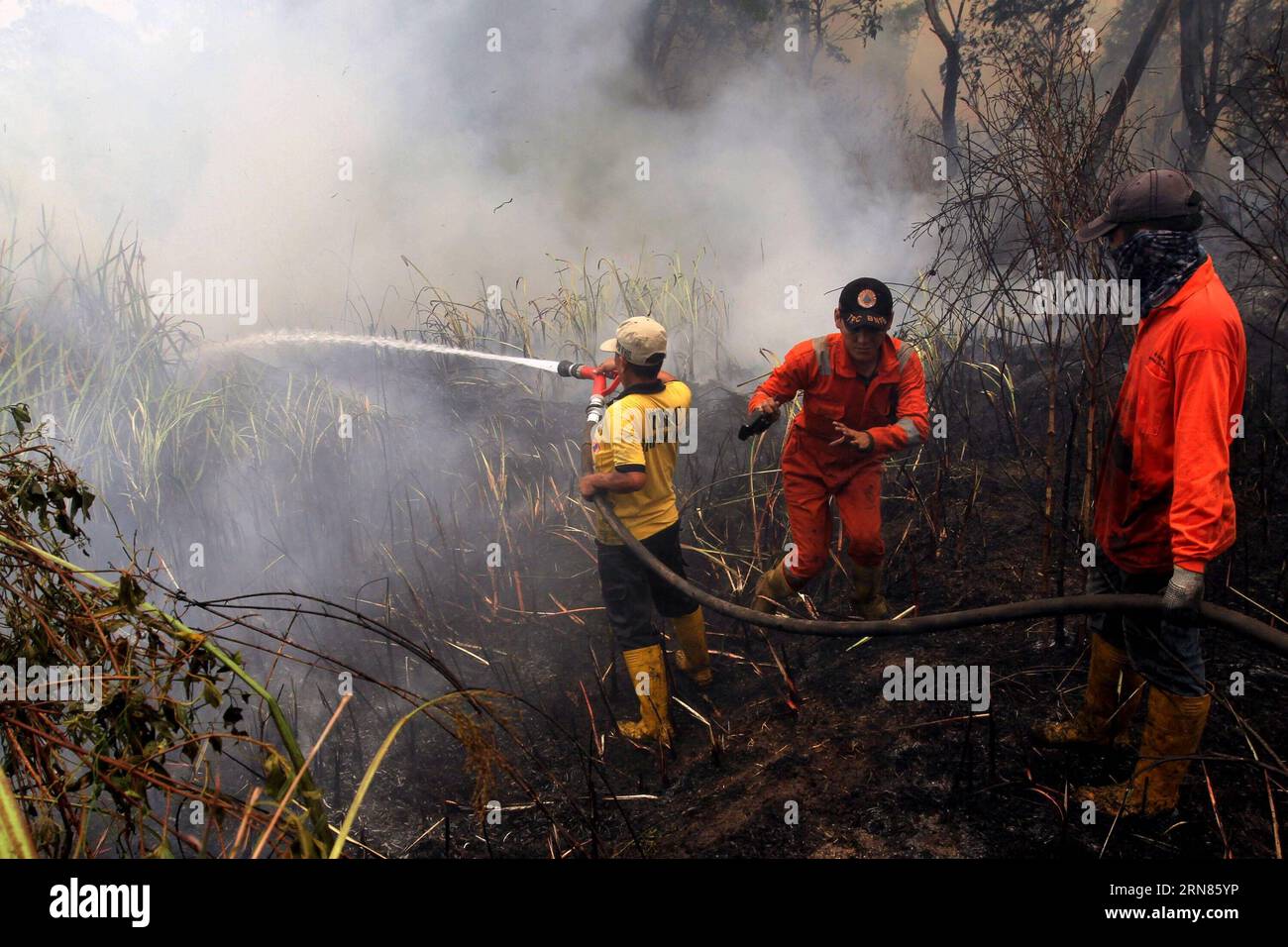 (151008) -- PALEMBANG, Oct. 8, 2015 -- Firefighters try to extinguish a fire on a peatland in Palembang, Indonesia, Oct. 8, 2015. Indonesian President Joko Widodo said on Thursday that he had sought help from Singapore, Malaysia, Russia and Japan to extinguish the forest fire whose smoke has affected Singapore and Malaysia. ) INDONESIA-PALEMBANG-FOREST FIRE MuhammadxFadjrie PUBLICATIONxNOTxINxCHN   151008 Palembang OCT 8 2015 Firefighters Try to extinguisher a Fire ON a peatland in Palembang Indonesia OCT 8 2015 Indonesian President Joko Widodo Said ON Thursday Thatcher he had sought Help from Stock Photo
