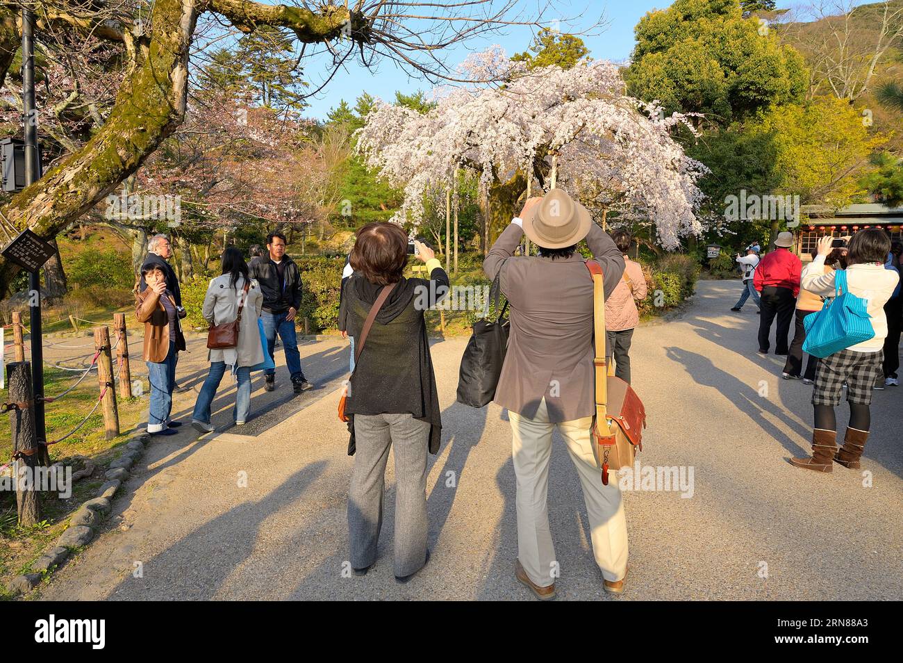 The cherry blossom festival in Maruyama Park is extremely popular with locals and visitors alike, Kyoto JP Stock Photo