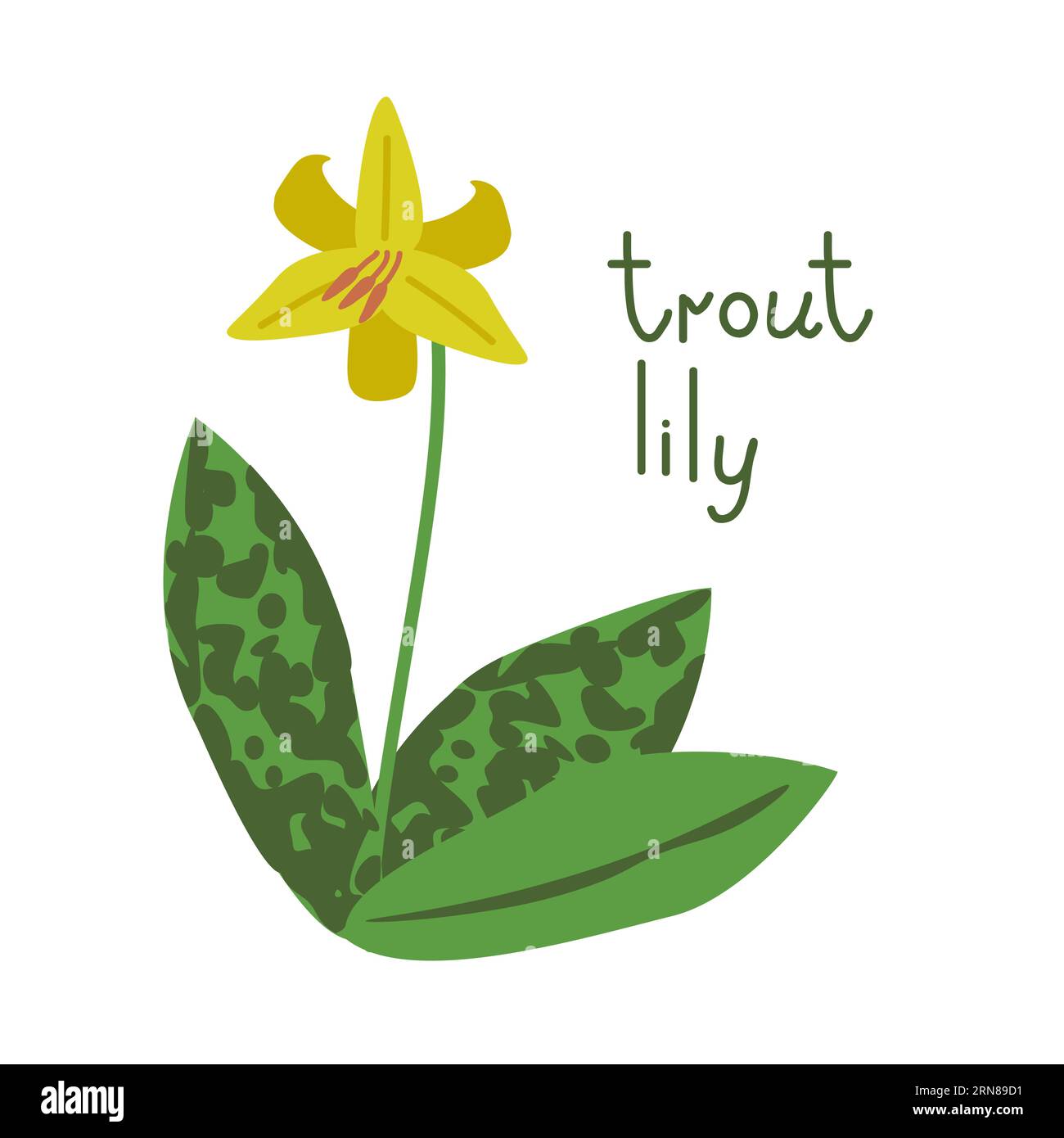 Isolated vector trout lily flower illustration Stock Vector Image & Art