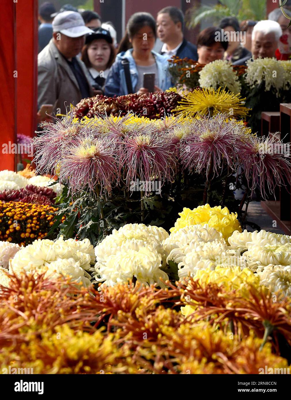 (151017) -- KAIFENG, Oct. 17, 2015 -- Visitors view chrysanthemums in Kaifeng, central China s Henan Province, Oct. 17, 2015. About 2.05 million pots of chrysanthemum in the city bursted into bloom recently. ) (zkr) CHINA-KAIFENG-CHRYSANTHEMUM(CN) LixAn PUBLICATIONxNOTxINxCHN   Kaifeng OCT 17 2015 Visitors View chrysanthemum in Kaifeng Central China S Henan Province OCT 17 2015 About 2 05 Million Pot of Chrysanthemum in The City bursted into Bloom Recently CCR China Kaifeng Chrysanthemum CN LixAn PUBLICATIONxNOTxINxCHN Stock Photo