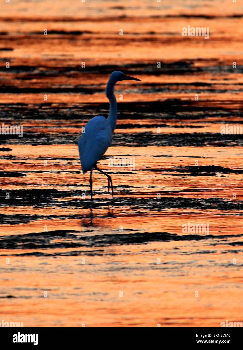 HUANGSHAN --An egret rests on the Xin anjiang River in Huangshan, east China s Anhui Province, Oct. 17, 2015. ) (ry) CHINA-ANHUI-HUANGSHAN-EGRETS (CN) ShixGuangde PUBLICATIONxNOTxINxCHN   Huang Shan to Egret rests ON The Xin anjiang River in Huang Shan East China S Anhui Province OCT 17 2015 Ry China Anhui Huang Shan Egrets CN ShixGuangde PUBLICATIONxNOTxINxCHN Stock Photo