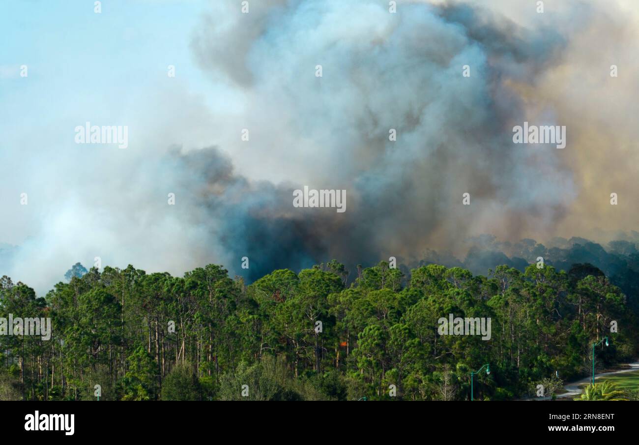 Dangerous wildfire burning severely in Florida jungle woods. Hot flames in dense forest. Toxic
