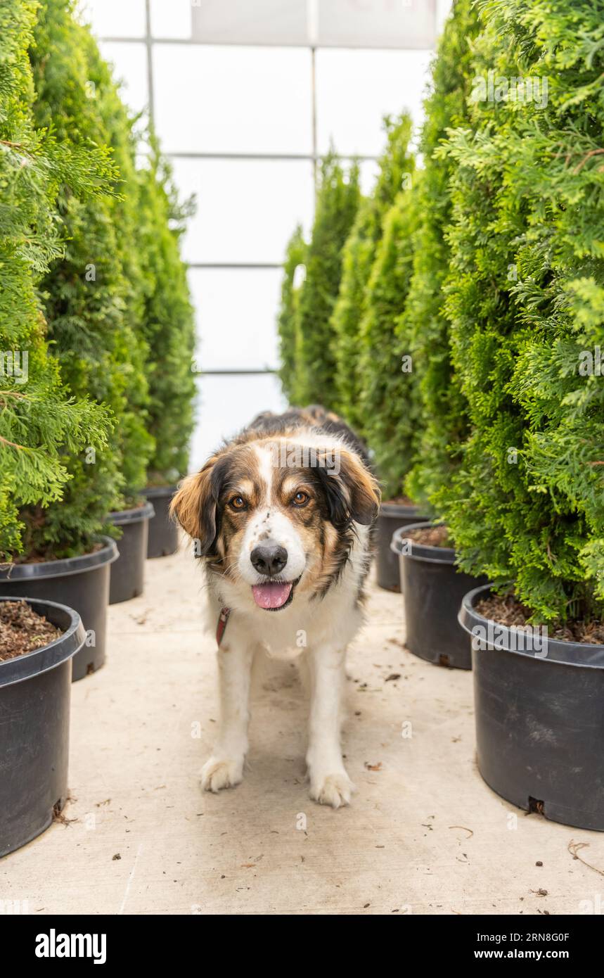 hepherd dog standing in a row of arborvitae shrubs in a dog-friendly garden center Stock Photo