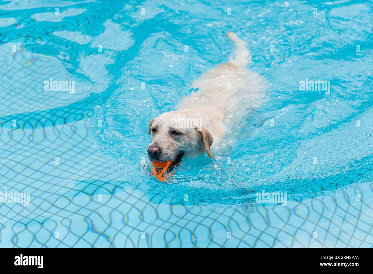 Labrador Swimming Pool Ramp Labrador swimming in the pool Stock Photo - Alamy