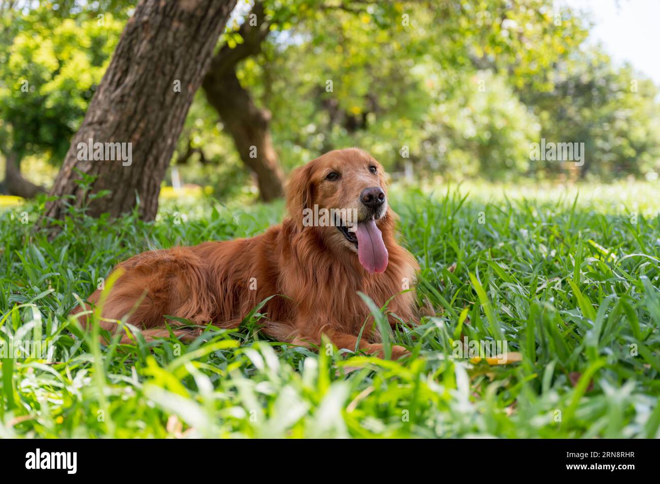 Golden Retriever lying on the grass Stock Photo - Alamy