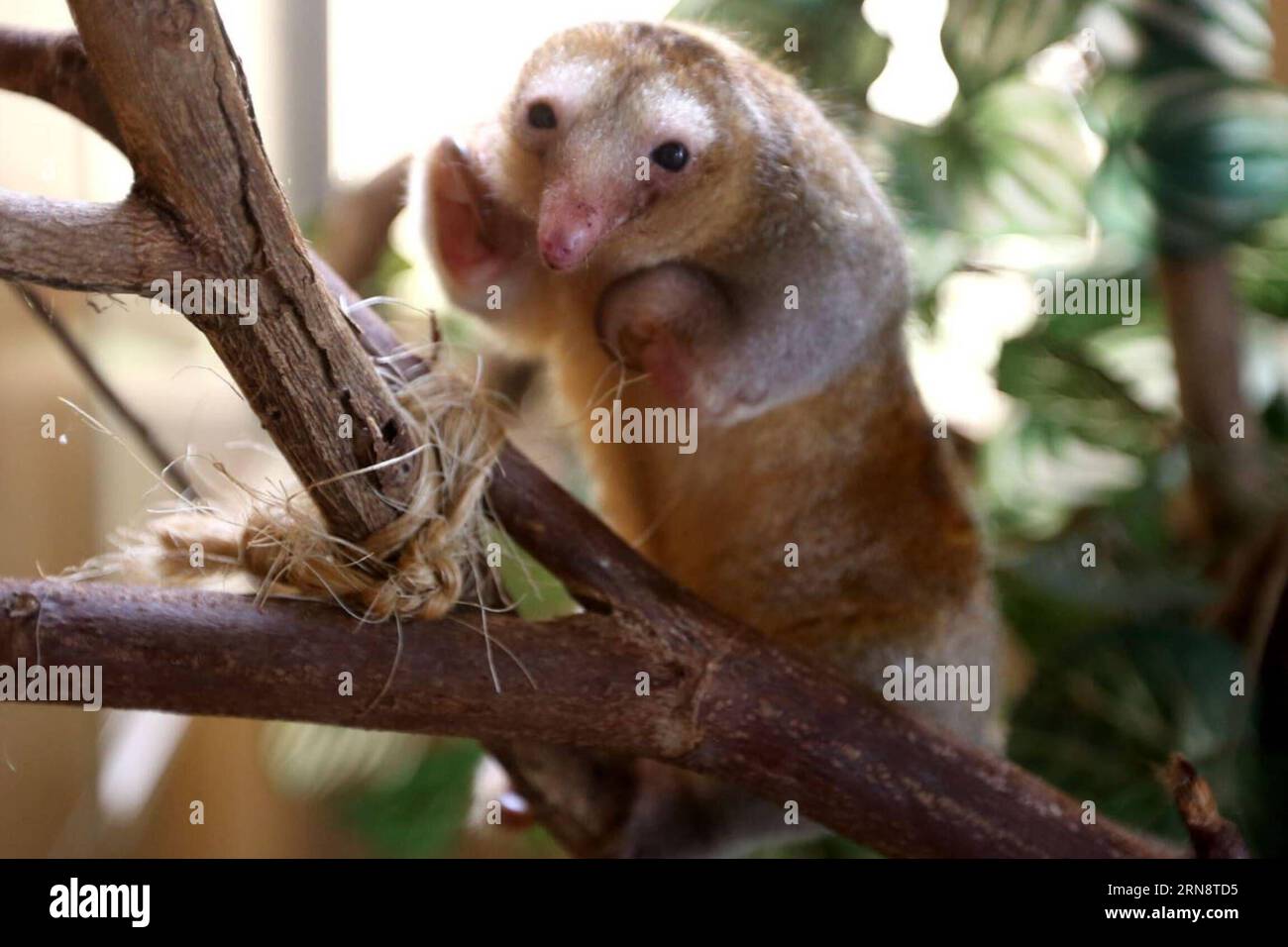 A silky anteater (Cyclopes didactylus) is on a branch at Huachipa Zoological Park, in the district of Ate-Vitarte, Lima department, Peru, on Nov. 4, 2015. Juan Carlos Guzman Negrini/ANDINA) (jp) (ah) PERU-ATE VITARTE-ENVIRONMENT-FAUNA e ANDINA PUBLICATIONxNOTxINxCHN   a Silky anteater Cyclop didactylus IS ON a Branch AT  Zoological Park in The District of ATE Vitarte Lima Department Peru ON Nov 4 2015 Juan Carlos Guzman Negrini Andina JP AH Peru ATE Vitarte Environment Fauna e Andina PUBLICATIONxNOTxINxCHN Stock Photo