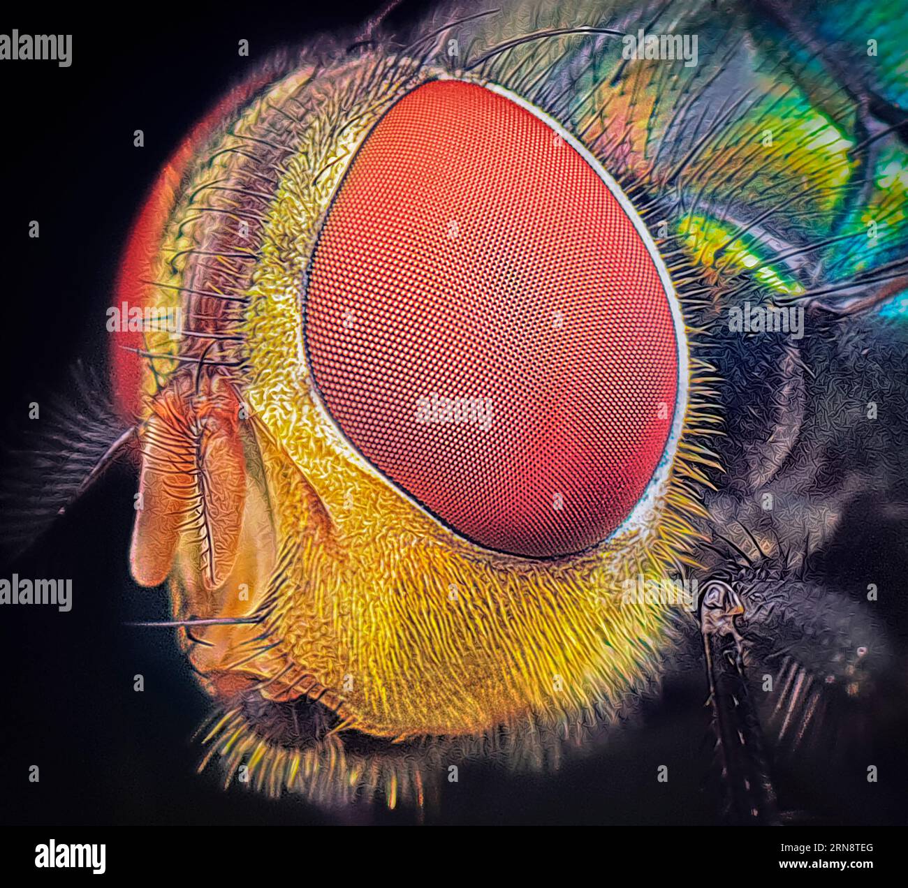 Membranous wings hi-res stock photography and images - Alamy