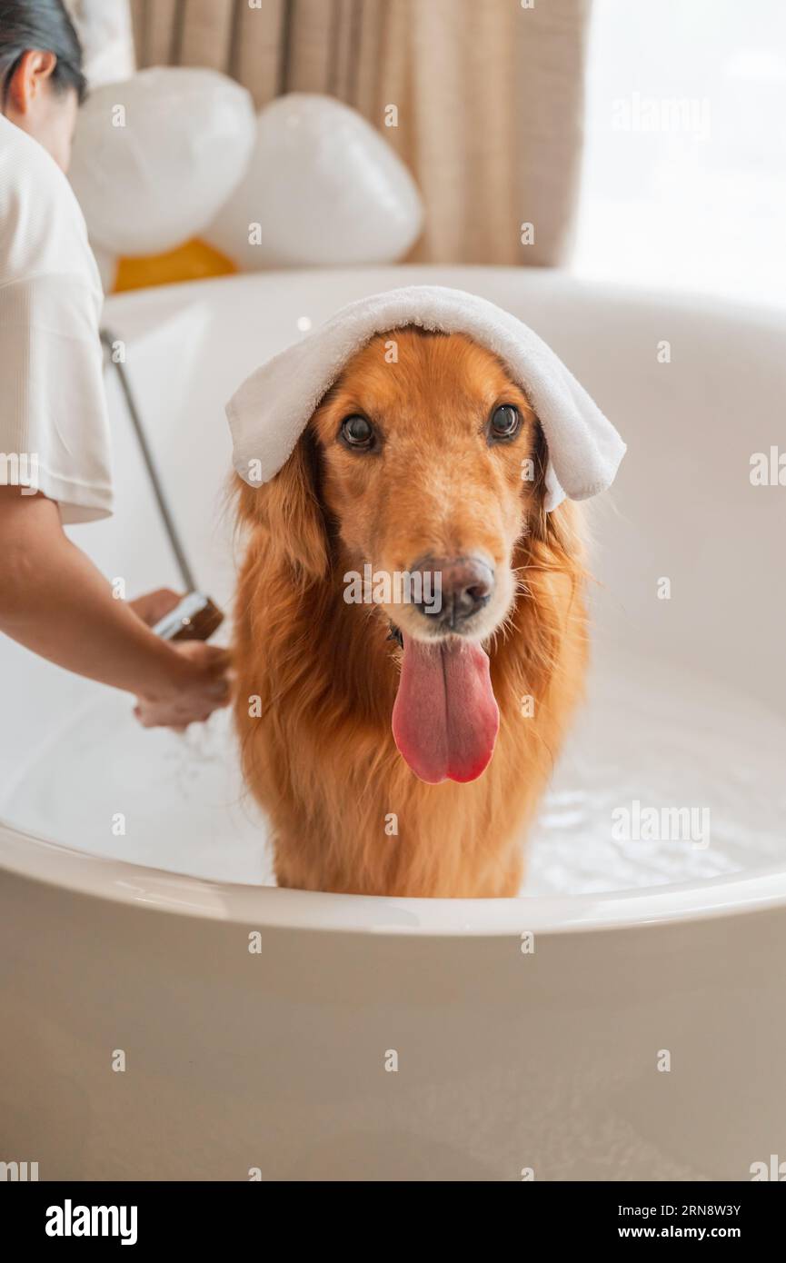 Golden retriever store taking a bath