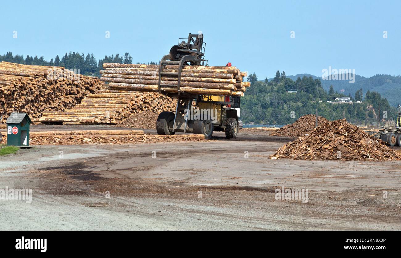 Forklift sorting harvested Coastal Douglas Fir logs 'Pseudotsuga menziesii',   North Bend, Oregon. Stock Photo