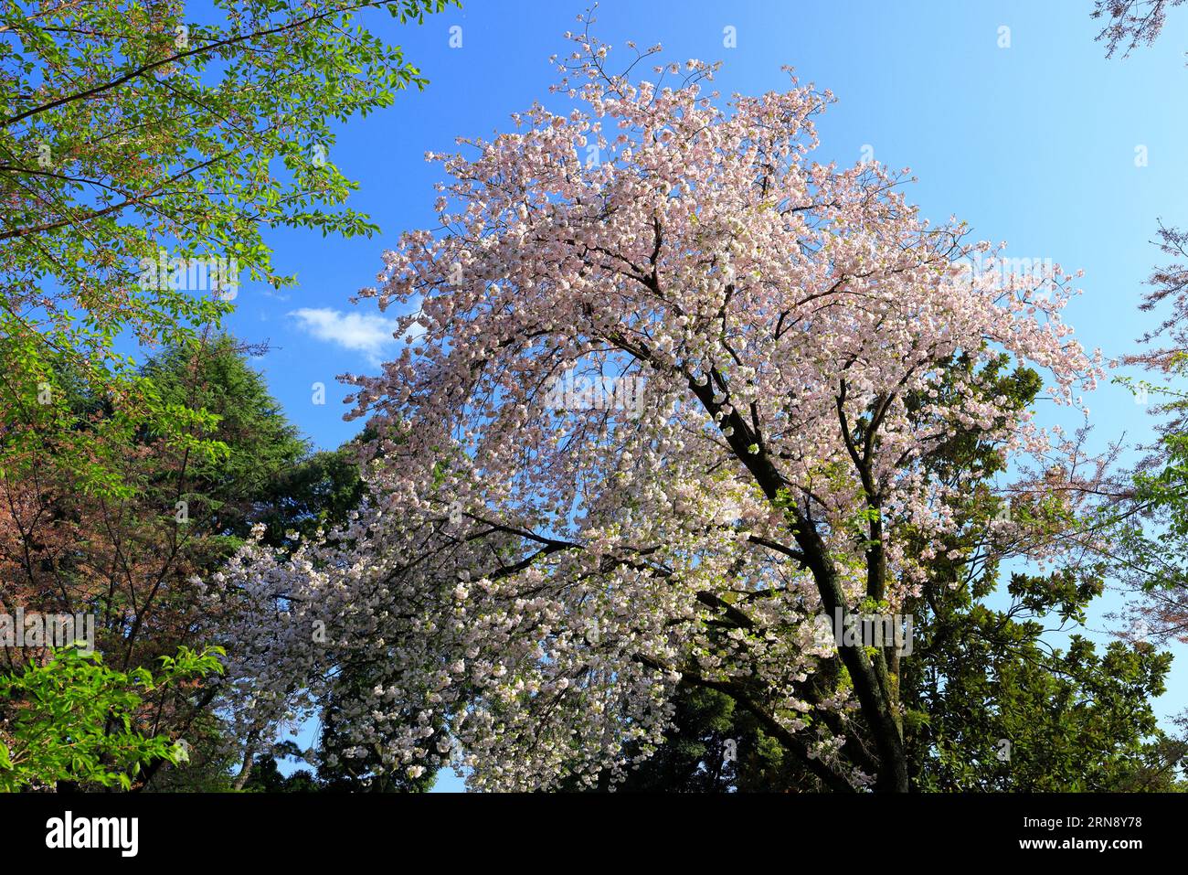 Shinjuku Gyoen National Garden with spring cherry blossom (sakura ) in ...