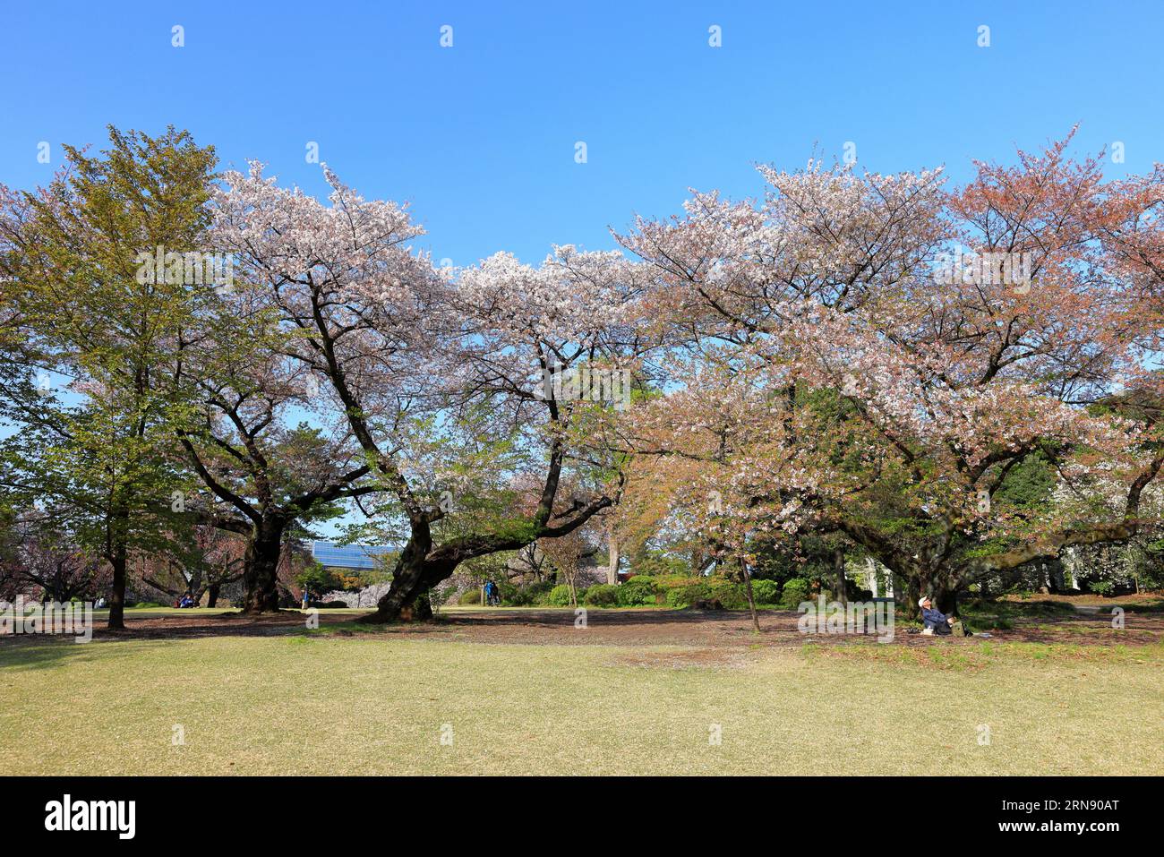 Shinjuku Gyoen National Garden with spring cherry blossom (sakura ) in ...
