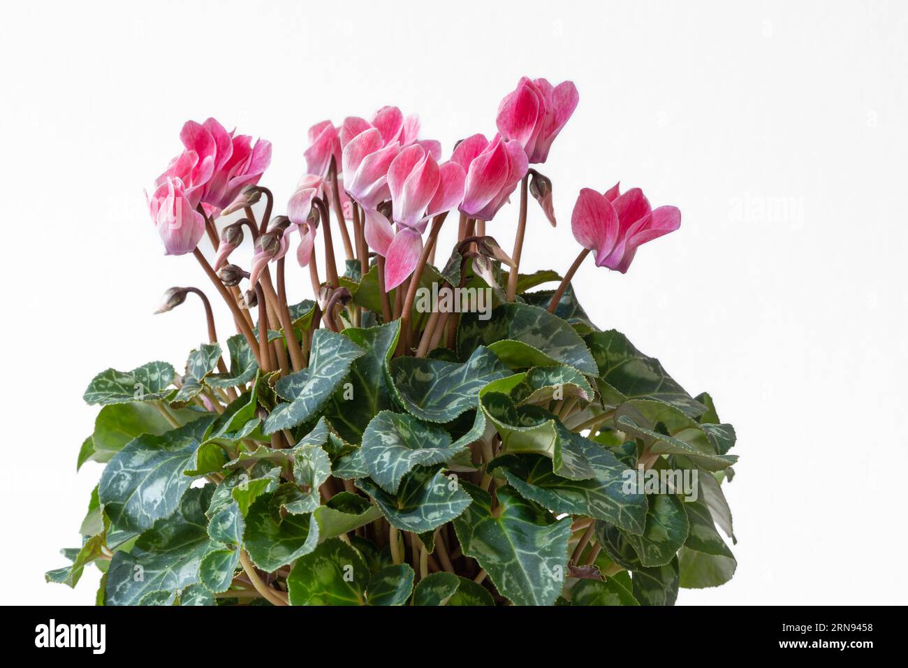 Closeup view of cyclamen houseplant with bright pink flowers blooming isolated on white background Stock Photo