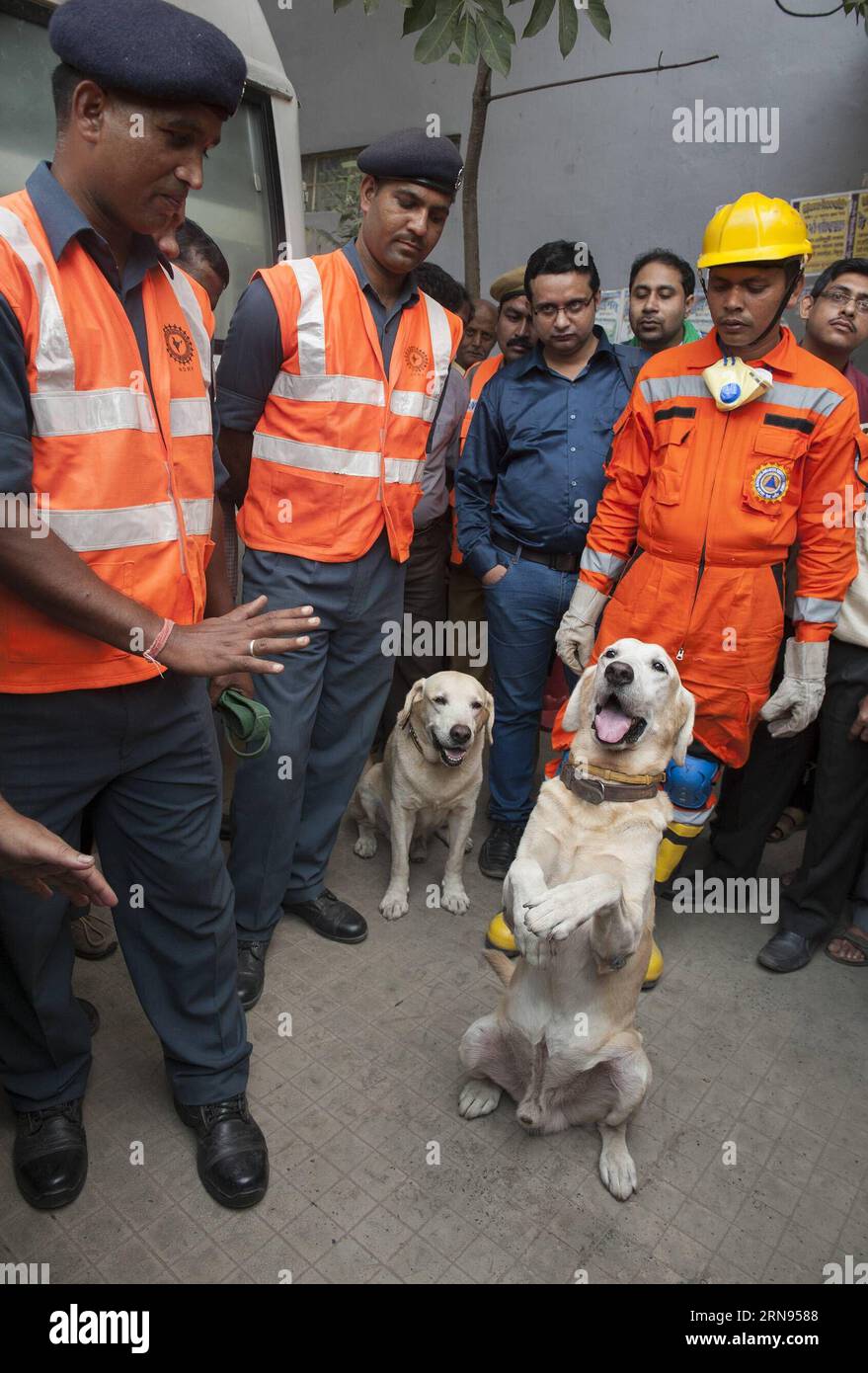 (151119) -- KOLKATA, Nov. 19, 2015 -- Indian security personnel demonstrate how to instruct sniffer dogs during a mock drill on earthquake emergency at a government building in Kolkata, capital of eastern Indian state West Bengal, Nov. 19, 2015. National Disaster Response Force (NDRF), Civil Defence, Indian Red Cross Society and other disaster management groups took part in this exercise. ) INDIA-KOLKATA-EARTHQUAKE-DRILL TumpaxMondal PUBLICATIONxNOTxINxCHN   Kolkata Nov 19 2015 Indian Security Personnel demonstrate How to INSTRUCT Sniffer Dogs during a Mock Drill ON Earthquake EMERGENCY AT a G Stock Photo