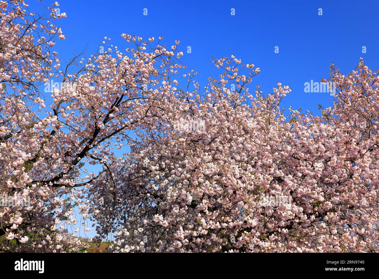 Shinjuku Gyoen National Garden with spring cherry blossom (sakura ) in ...