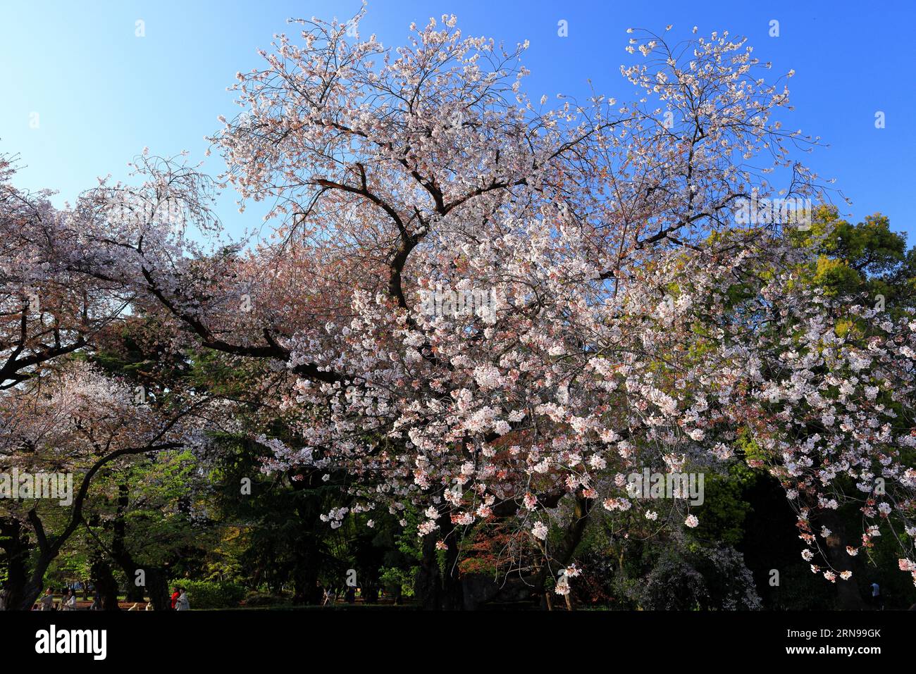 Shinjuku Gyoen National Garden with spring cherry blossom (sakura ) in ...
