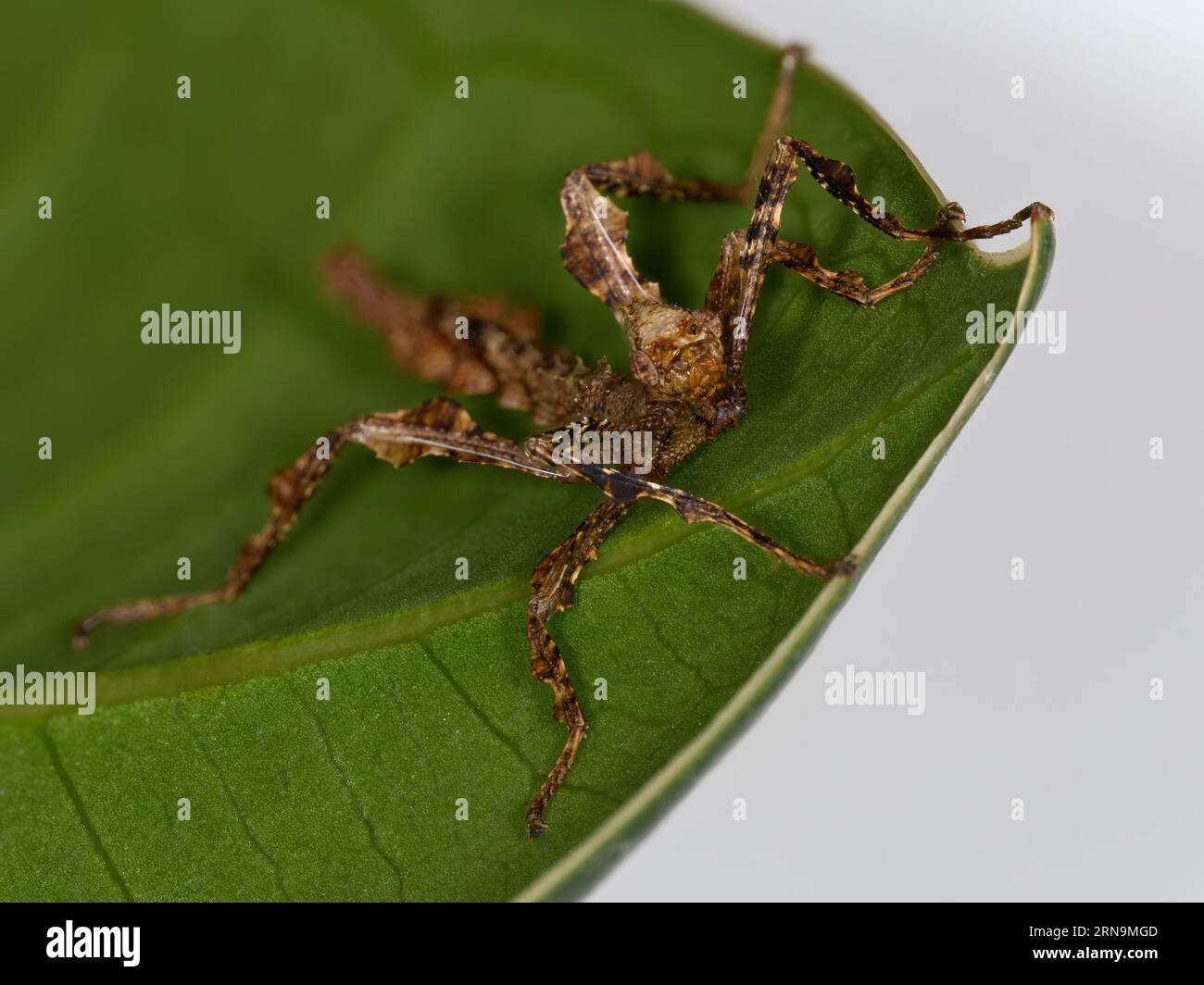 Sureri Insect Super insect hi-res stock photography and images - Alamy