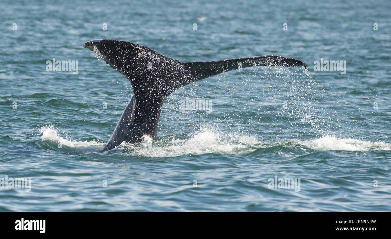 (151212) -- MONTEREY, Dec. 12, 2015 -- Photo taken on Aug. 28, 2015 shows a whale in Monterey, California, the United States, on Dec. 12, 2015. California is one of the only places in the world where visitors can see whales year-round, and Monterey is the best place for whale watching. The Monterey Submarine Canyon provides a perfect habitat for many whale species, allowing them to come close to shore to feed.) U.S.-MONTEREY-WHALES-WATCHING YangxLei PUBLICATIONxNOTxINxCHN   151212 Monterey DEC 12 2015 Photo Taken ON Aug 28 2015 Shows a Whale in Monterey California The United States ON DEC 12 2 Stock Photo