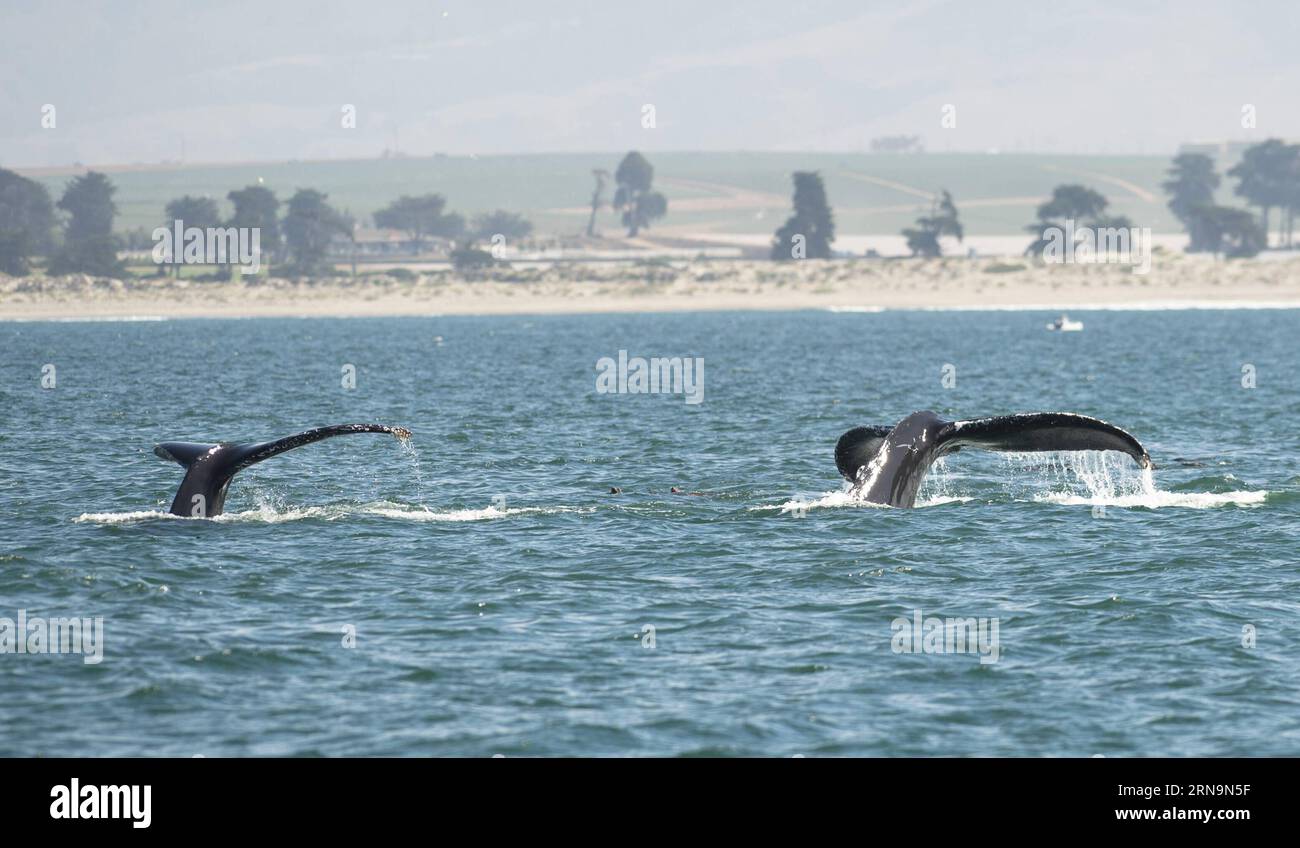 (151212) -- MONTEREY, Dec. 12, 2015 -- Photo taken on Aug. 28, 2015 shows whales in Monterey, California, the United States, on Dec. 12, 2015. California is one of the only places in the world where visitors can see whales year-round, and Monterey is the best place for whale watching. The Monterey Submarine Canyon provides a perfect habitat for many whale species, allowing them to come close to shore to feed.) U.S.-MONTEREY-WHALES-WATCHING YangxLei PUBLICATIONxNOTxINxCHN   151212 Monterey DEC 12 2015 Photo Taken ON Aug 28 2015 Shows Whales in Monterey California The United States ON DEC 12 201 Stock Photo