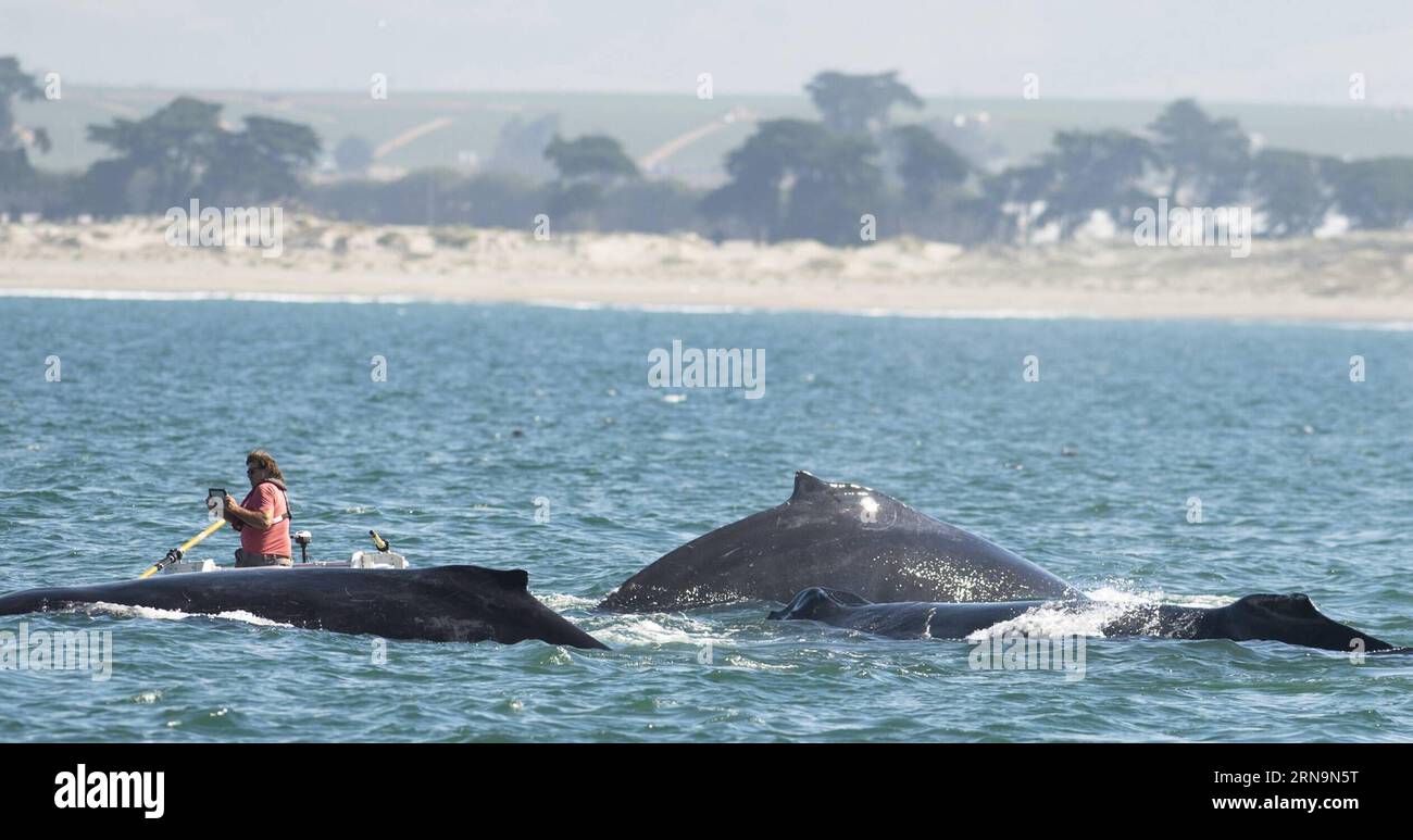 (151212) -- MONTEREY, Dec. 12, 2015 -- A visitor takes photos of a whale in Monterey, California, the United States, on Dec. 12, 2015. California is one of the only places in the world where visitors can see whales year-round, and Monterey is the best place for whale watching. The Monterey Submarine Canyon provides a perfect habitat for many whale species, allowing them to come close to shore to feed.) U.S.-MONTEREY-WHALES-WATCHING YangxLei PUBLICATIONxNOTxINxCHN   151212 Monterey DEC 12 2015 a Visitor Takes Photos of a Whale in Monterey California The United States ON DEC 12 2015 California I Stock Photo