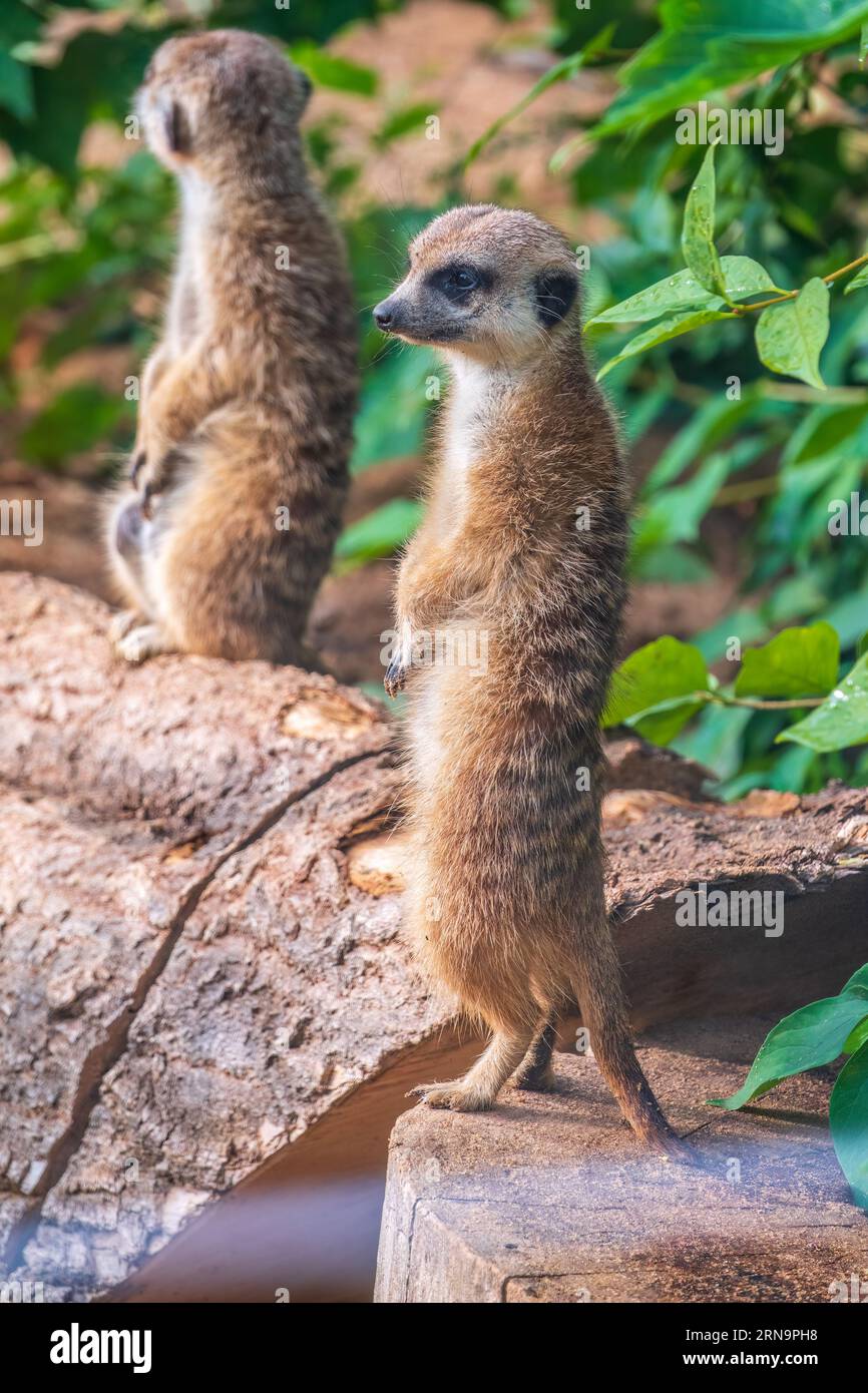 Two cute curious meerkats stand on their hind legs on a sandy hill and ...