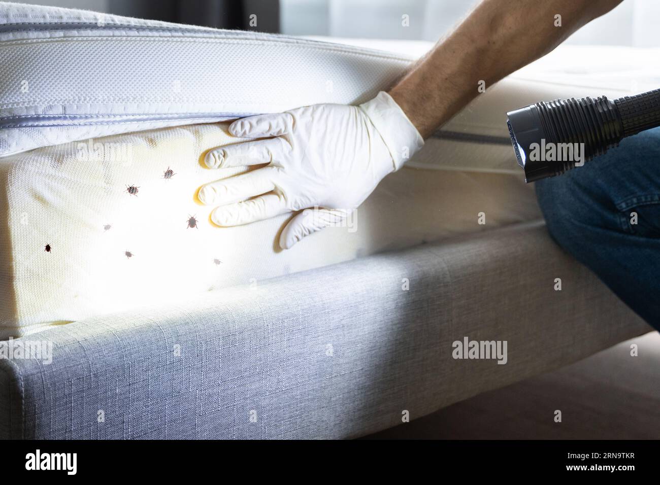 Bed Bug Infestation And Treatment Service. Bugs Extermination Stock ...