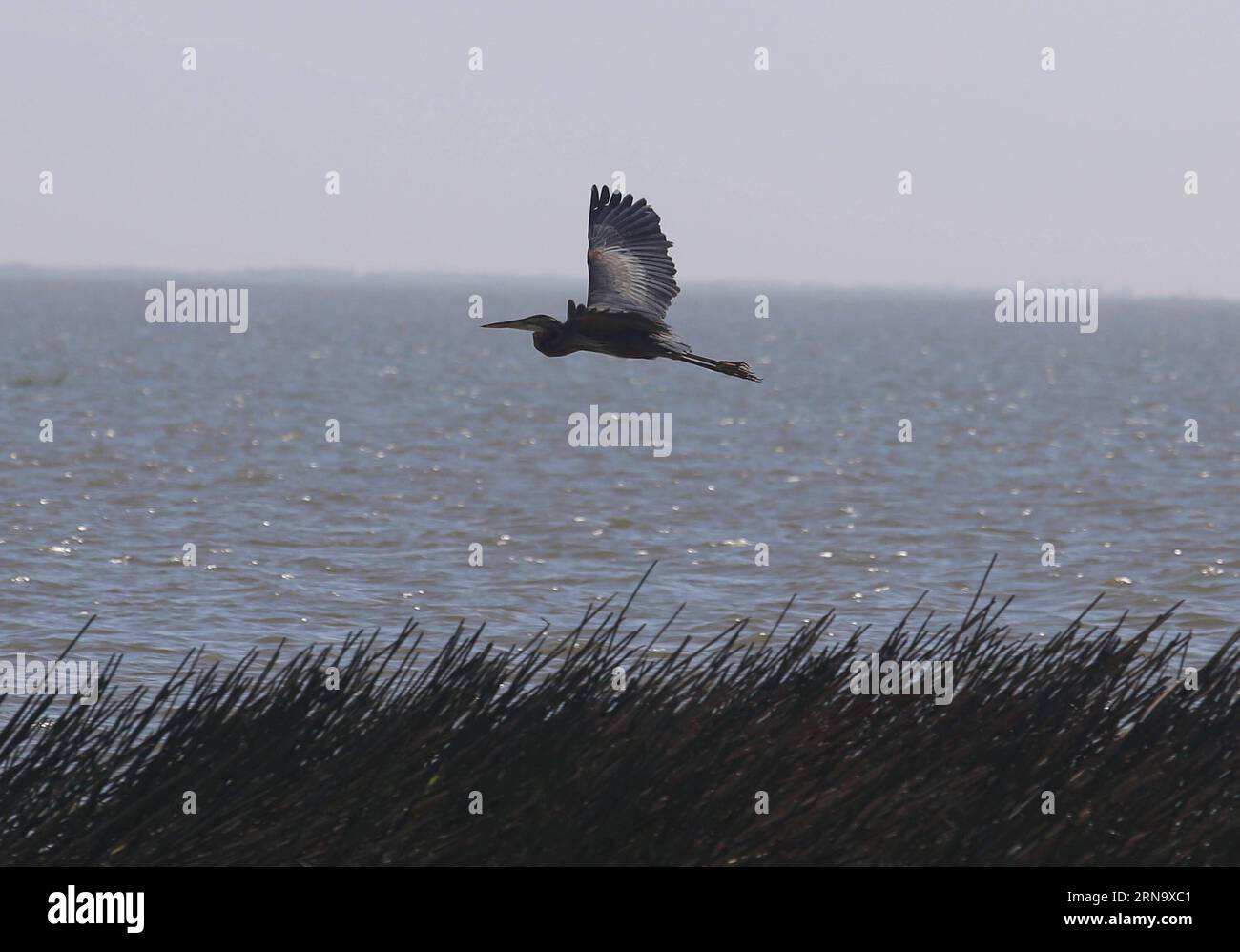 (151223) -- BAGO, Dec. 23, 2015 -- Photo taken on Dec. 23, 2015 shows a purple heron flying over Moeyungyi Wetland Wildlife Sanctuary in Bago region, Myanmar. Moeyungyi Wetlands is situated in Bago Division. Every year, millions of birds usually fly from the northern hemisphere to the south along the East-Asian Australian Flyway to escape from winter. They stop to rest and feed in Asia. So the flyway contains a network of wetlands and Moeyungyi is one of which could cooperate to certain migrated as well as domestic birds. ) MYANMAR-BAGO-WETLAND-WILDLIFE UxAung PUBLICATIONxNOTxINxCHN   151223 B Stock Photo