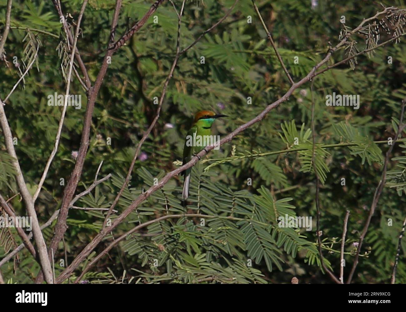 (151223) -- BAGO, Dec. 23, 2015 -- Photo taken on Dec. 23, 2015 shows a little green bee-eater on a branch at Moeyungyi Wetland Wildlife Sanctuary in Bago region, Myanmar. Moeyungyi Wetlands is situated in Bago Division. Every year, millions of birds usually fly from the northern hemisphere to the south along the East-Asian Australian Flyway to escape from winter. They stop to rest and feed in Asia. So the flyway contains a network of wetlands and Moeyungyi is one of which could cooperate to certain migrated as well as domestic birds. ) MYANMAR-BAGO-WETLAND-WILDLIFE UxAung PUBLICATIONxNOTxINxC Stock Photo