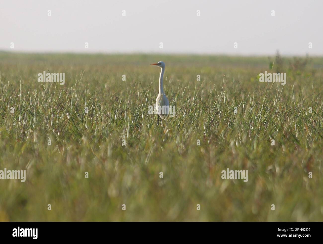 (151223) -- BAGO, Dec. 23, 2015 -- Photo taken on Dec. 23, 2015 shows a great egret at Moeyungyi Wetland Wildlife Sanctuary in Bago region, Myanmar. Moeyungyi Wetlands is situated in Bago Division. Every year, millions of birds usually fly from the northern hemisphere to the south along the East-Asian Australian Flyway to escape from winter. They stop to rest and feed in Asia. So the flyway contains a network of wetlands and Moeyungyi is one of which could cooperate to certain migrated as well as domestic birds. ) MYANMAR-BAGO-WETLAND-WILDLIFE UxAung PUBLICATIONxNOTxINxCHN   151223 Bago DEC 23 Stock Photo