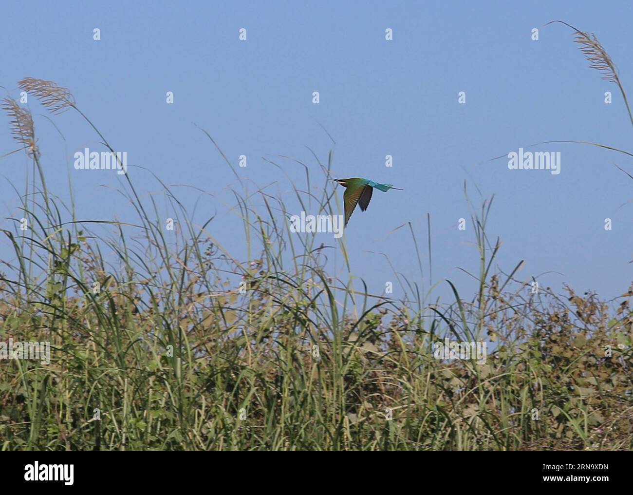 (151223) -- BAGO, Dec. 23, 2015 -- Photo taken on Dec. 23, 2015 shows a blue-tailed bee-eater flying over Moeyungyi Wetland Wildlife Sanctuary in Bago region, Myanmar. Moeyungyi Wetlands is situated in Bago Division. Every year, millions of birds usually fly from the northern hemisphere to the south along the East-Asian Australian Flyway to escape from winter. They stop to rest and feed in Asia. So the flyway contains a network of wetlands and Moeyungyi is one of which could cooperate to certain migrated as well as domestic birds. ) MYANMAR-BAGO-WETLAND-WILDLIFE UxAung PUBLICATIONxNOTxINxCHN Stock Photo