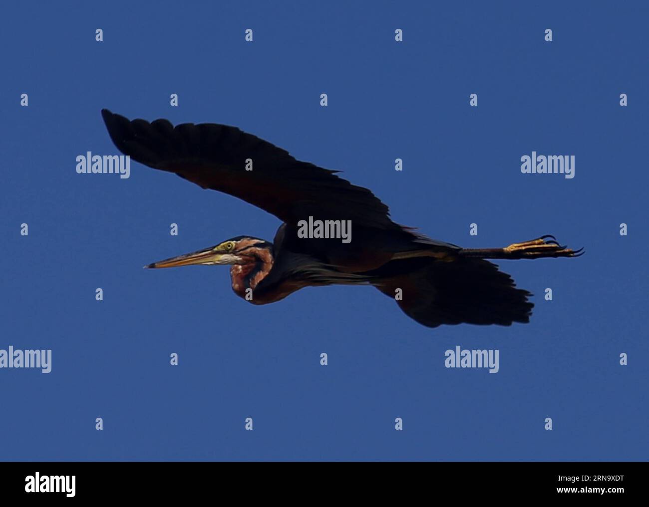(151223) -- BAGO, Dec. 23, 2015 -- Photo taken on Dec. 23, 2015 shows a purple heron flying over Moeyungyi Wetland Wildlife Sanctuary in Bago region, Myanmar. Moeyungyi Wetlands is situated in Bago Division. Every year, millions of birds usually fly from the northern hemisphere to the south along the East-Asian Australian Flyway to escape from winter. They stop to rest and feed in Asia. So the flyway contains a network of wetlands and Moeyungyi is one of which could cooperate to certain migrated as well as domestic birds. ) MYANMAR-BAGO-WETLAND-WILDLIFE UxAung PUBLICATIONxNOTxINxCHN   151223 B Stock Photo