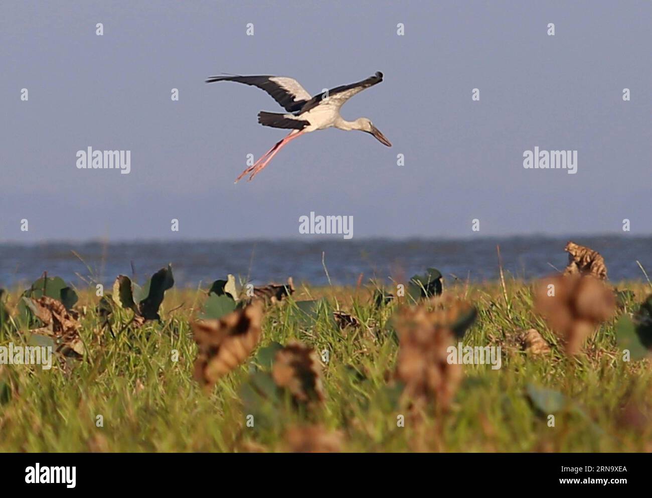 (151223) -- BAGO, Dec. 23, 2015 -- Photo taken on Dec. 23, 2015 shows an Asian openbill flying over Moeyungyi Wetland Wildlife Sanctuary in Bago region, Myanmar. Moeyungyi Wetlands is situated in Bago Division. Every year, millions of birds usually fly from the northern hemisphere to the south along the East-Asian Australian Flyway to escape from winter. They stop to rest and feed in Asia. So the flyway contains a network of wetlands and Moeyungyi is one of which could cooperate to certain migrated as well as domestic birds. ) MYANMAR-BAGO-WETLAND-WILDLIFE UxAung PUBLICATIONxNOTxINxCHN   15122 Stock Photo