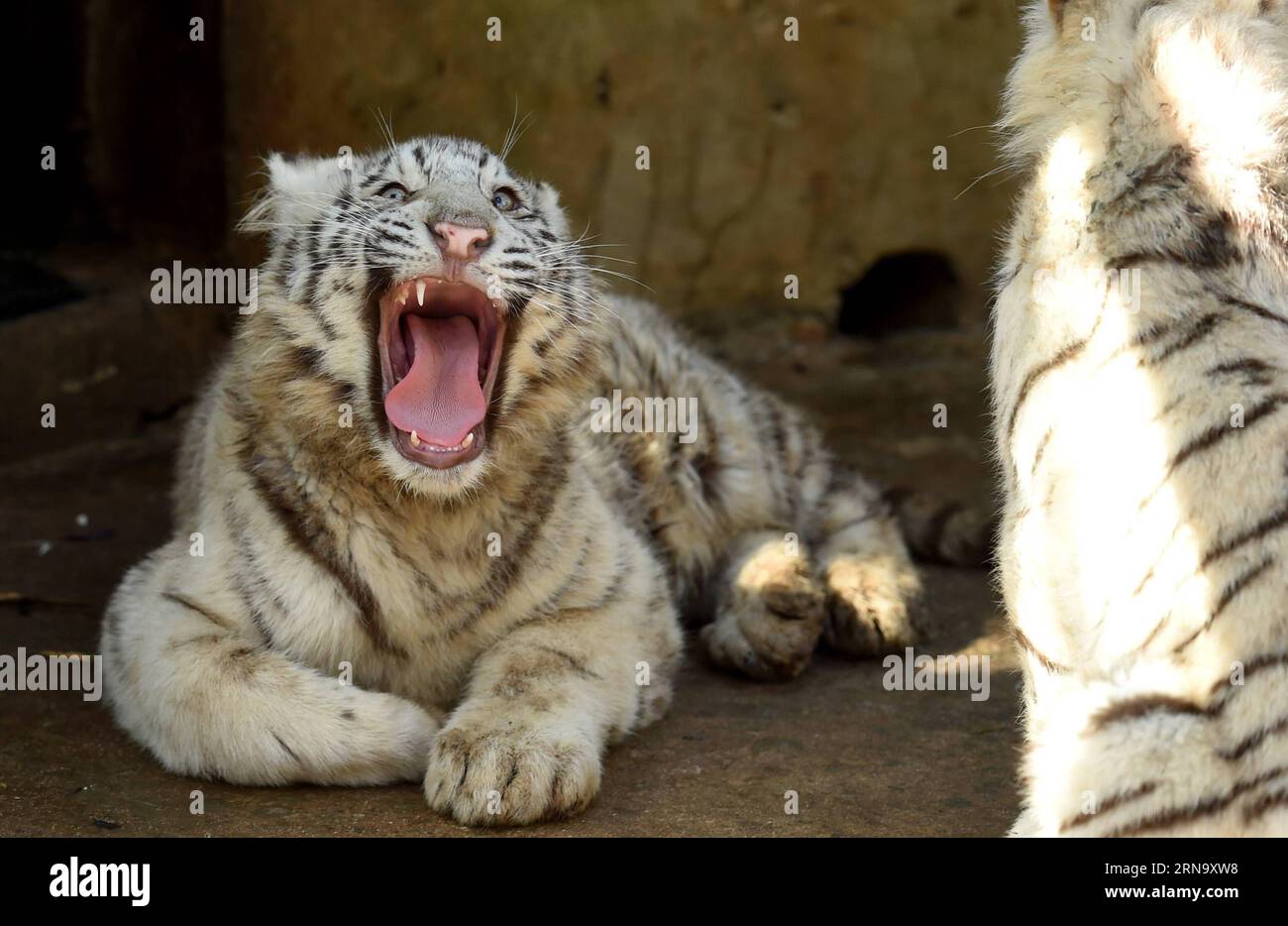 China: Nachwuchs bei weißen Tigern in Kunming (151224) -- KUNMING, Dec. 24, 2015 -- White tiger cubs are seen at the Yunnan Wild Animal Park in Kunming, capital of southwest China s Yunnan Province, Dec. 24, 2015. A rare set of white tiger quintuplets was born on Oct. 26, 2015 in the park. All five cubs survived their fragile newborn period, considered by experts as a miracle in the history of white tiger breeding. ) (wf) CHINA-YUNNAN-WHITE TIGER-QUINTUPLETS (CN) LinxYiguang PUBLICATIONxNOTxINxCHN   China Offspring at whitening Tigers in Kunming 151224 Kunming DEC 24 2015 White Tiger Cubs are Stock Photo