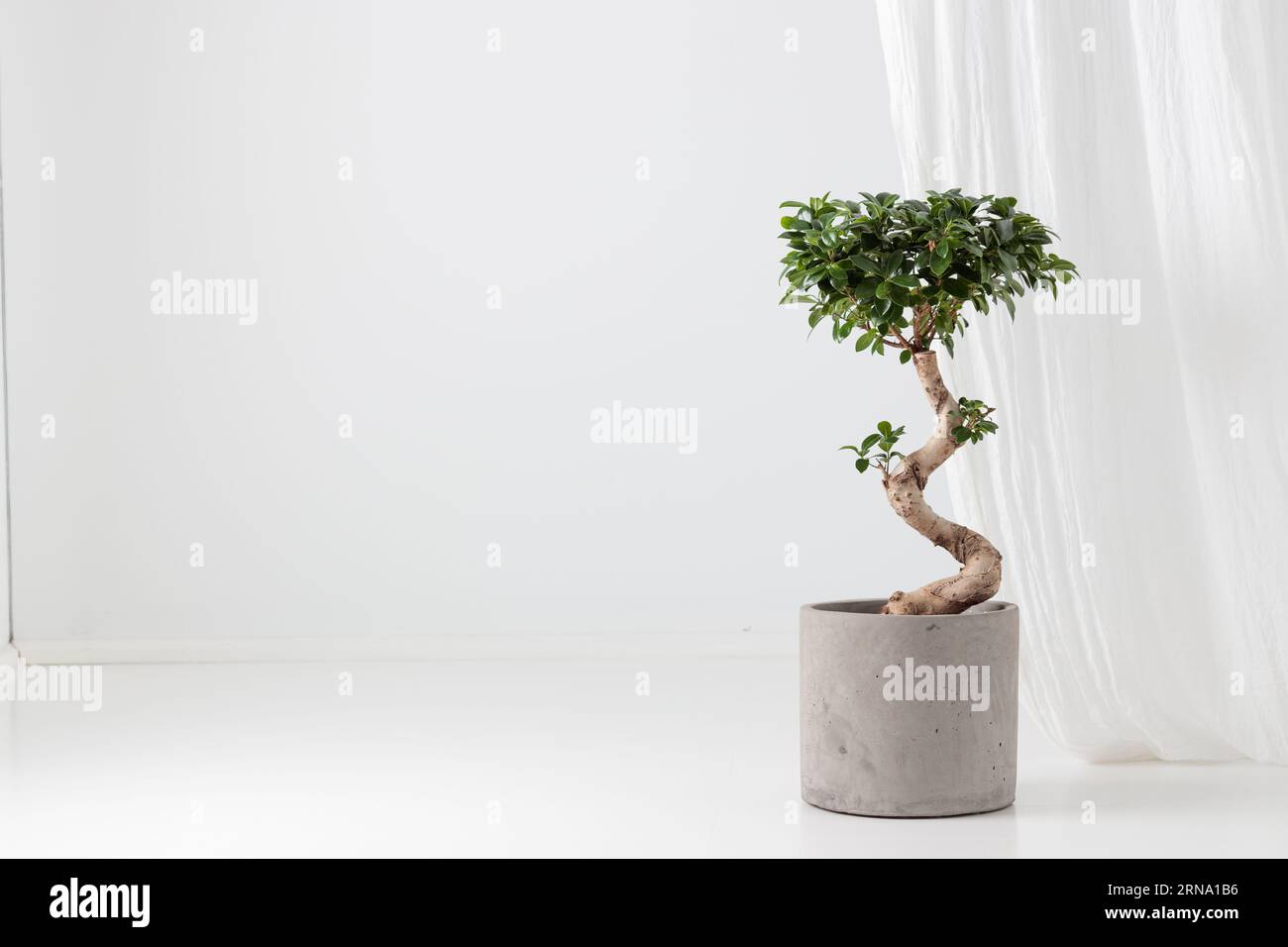 Ficus Ginseng in a concrete pot on the white background Stock Photo