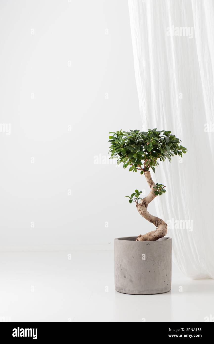Ficus Ginseng in a concrete pot on a white background Stock Photo
