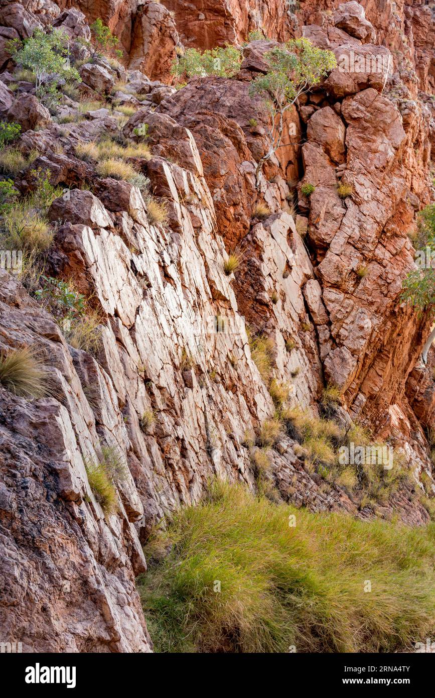 Siltstone walls with mica and quartz schist pushed up by metamorphosis at Emily Gap (Yeperenye) near Alice Springs (Mparntwe) in Central Australia Stock Photo