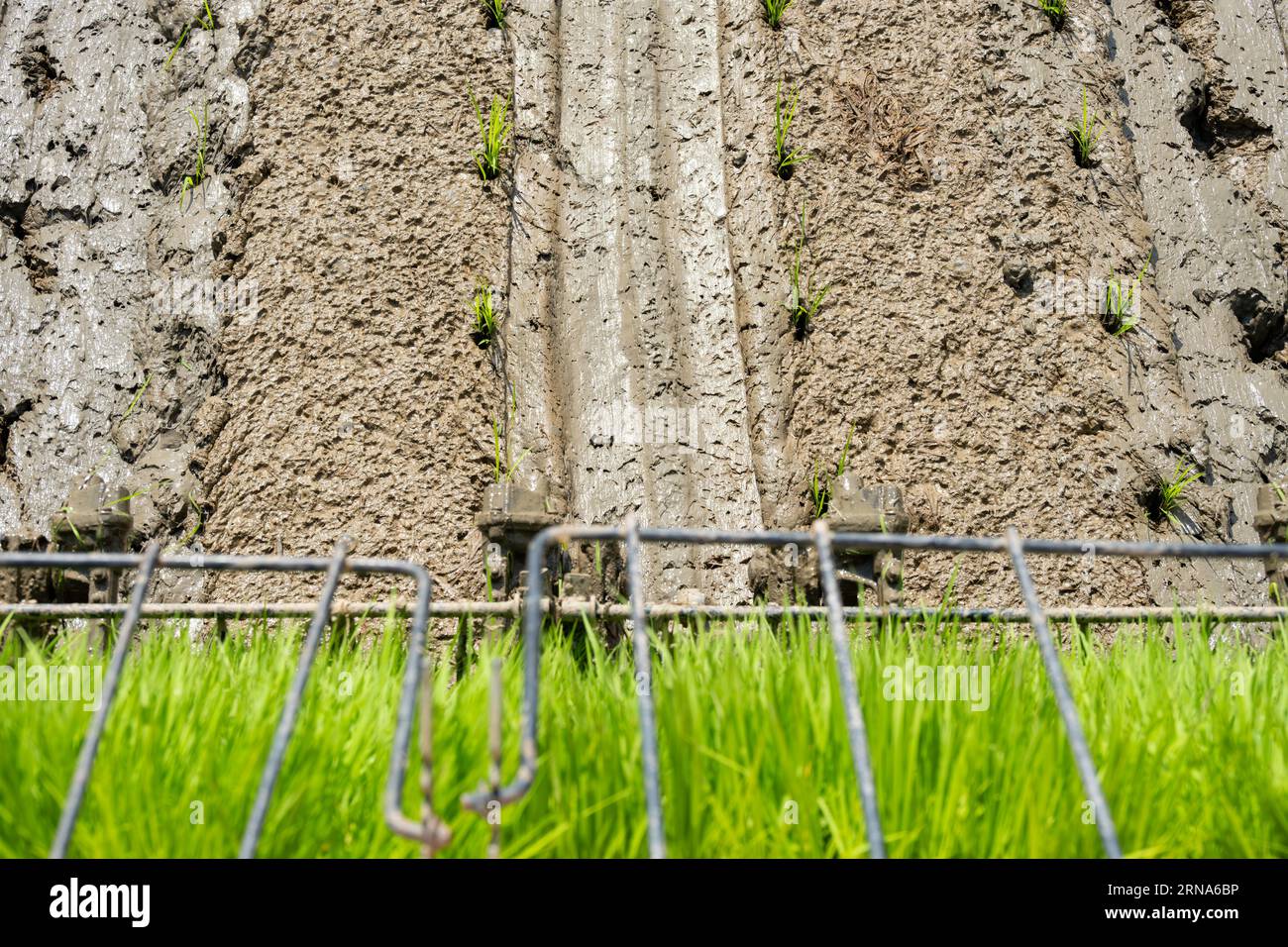 rice transplanter working on the field at horizontal composition Stock Photo