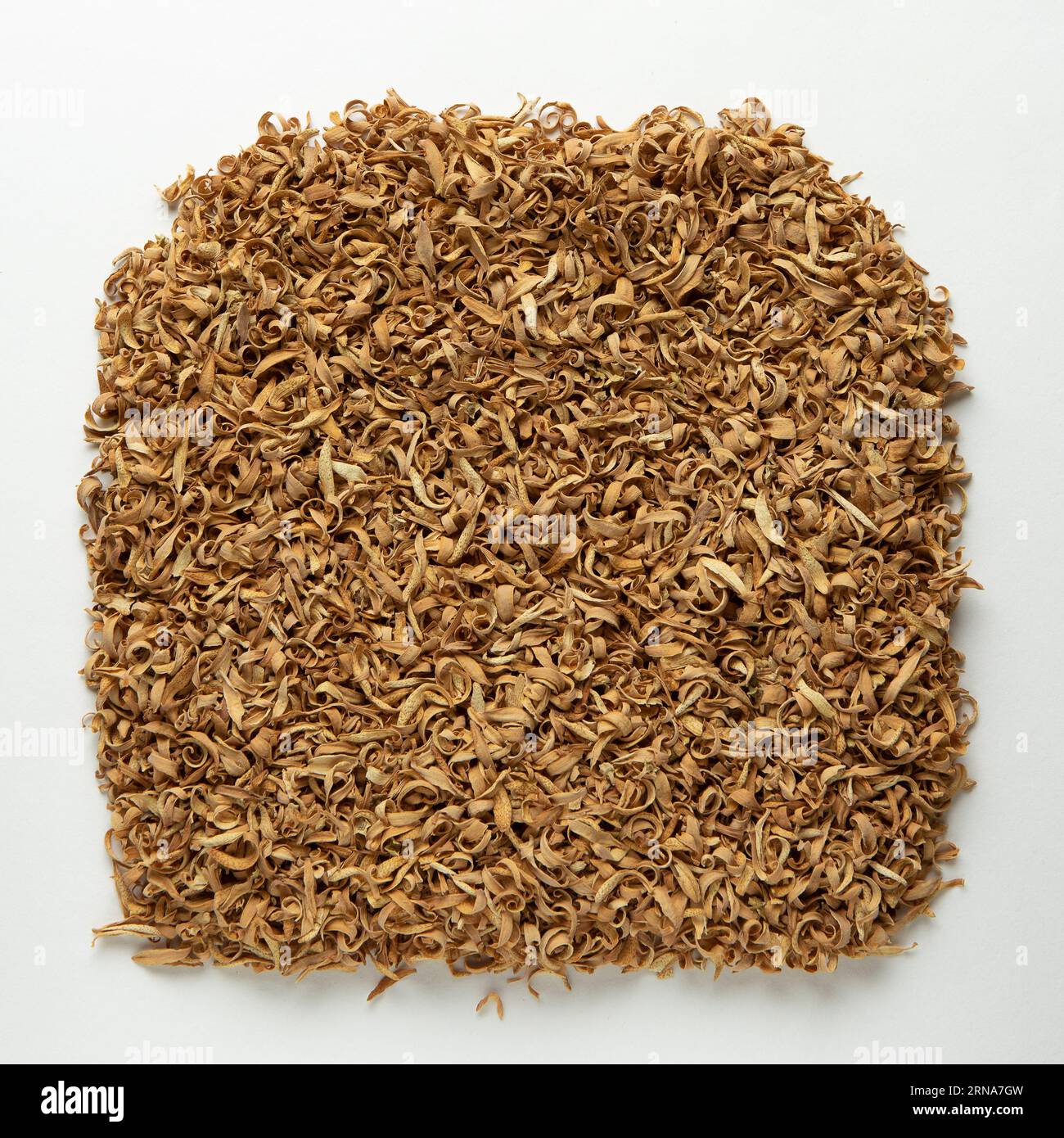 Pile of dried bitter orange blossoms, Citrus × aurantium, set up for ...