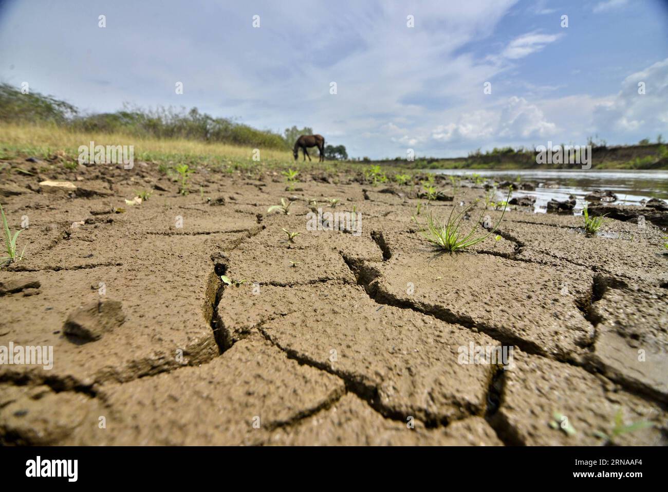 (160117) -- CAUCA, Jan. 17, 2016 -- Undated image shows a view of the soil cracked in the Cauca River on its way between Cauca Valley department and Cauca department, Colombia. Although rains have been registered this week and partly relieve the drought in some rivers of the country, the basins of the rivers Magdalena and Cauca remain the most affected by the season of El Nioo, according to information from the Institute of Meteorology, Hydrology and Environmental Studies (IDEAM, for its acronym in Spanish) of Colombia.Jorge Orozco/COLPRENSA) (jp) (fnc) COLOMBIA-CAUCA-ENVIRONMENT-RIVERS-FEATUR Stock Photo